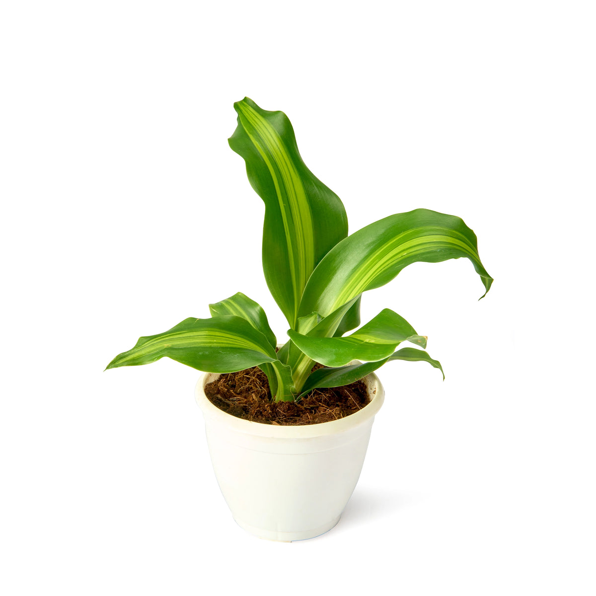 Dracaena Massangeana (Dara Singh) – Live Indoor Plant