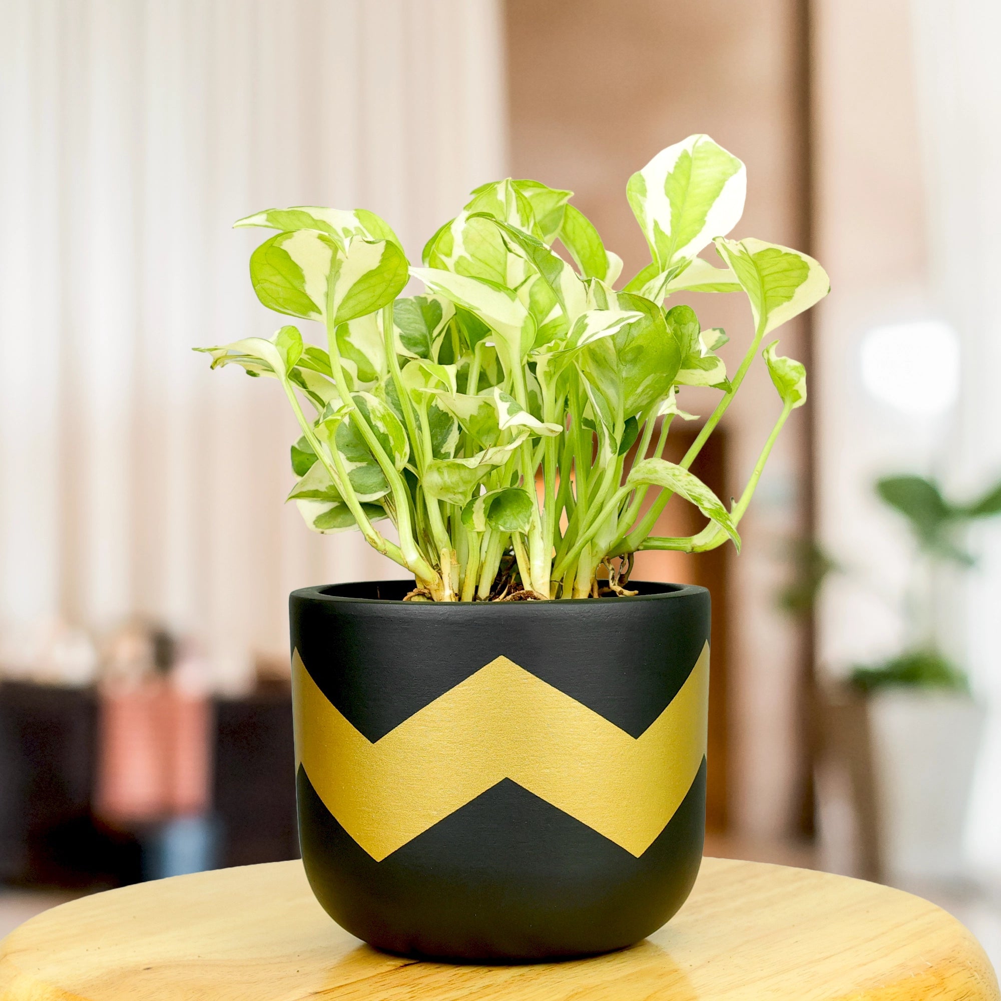 Nova Terracotta Pot Terracotta Pot Urban Plant Black 