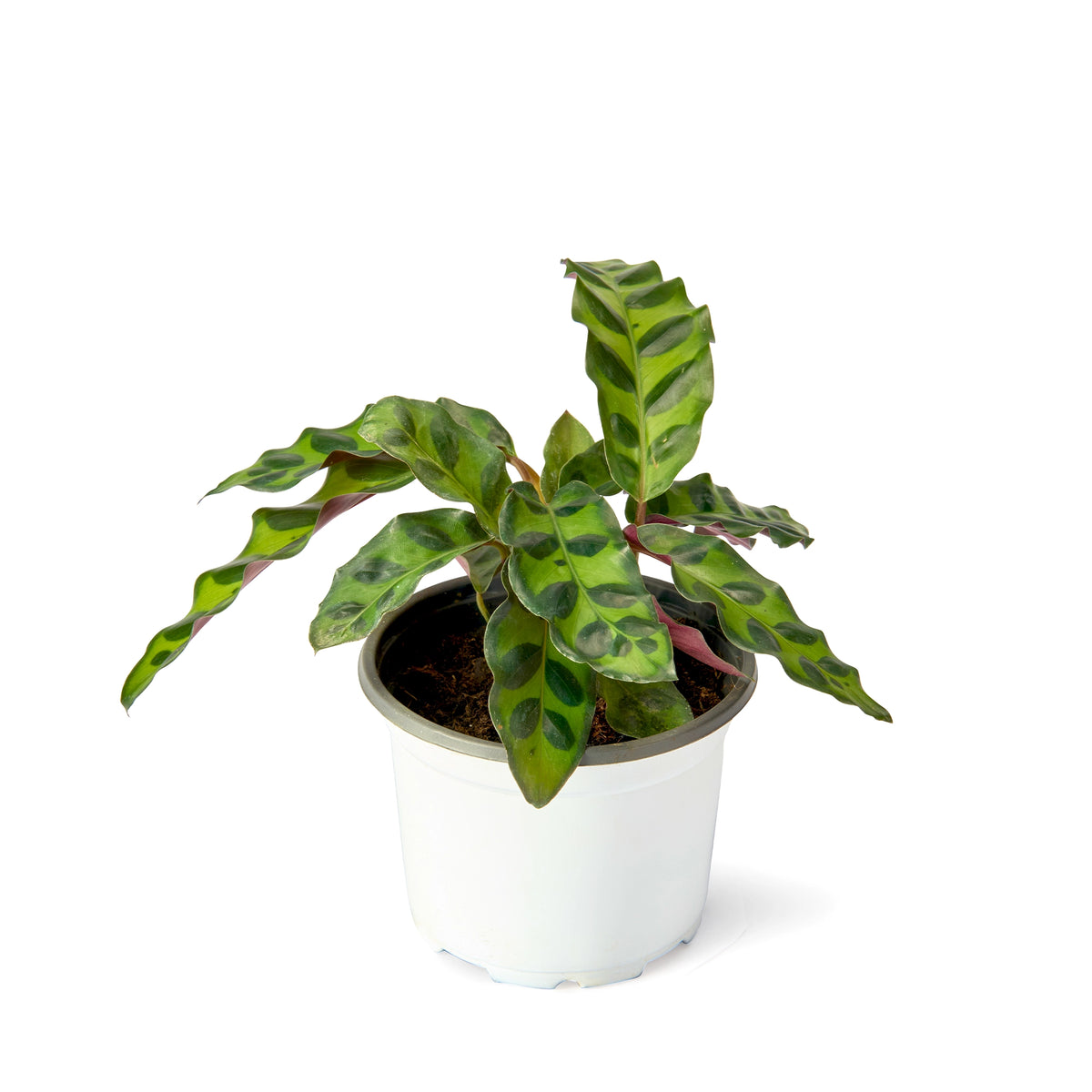 Calathea Rattlesnake (Insignis) – Live Indoor Plant | Urban Plant