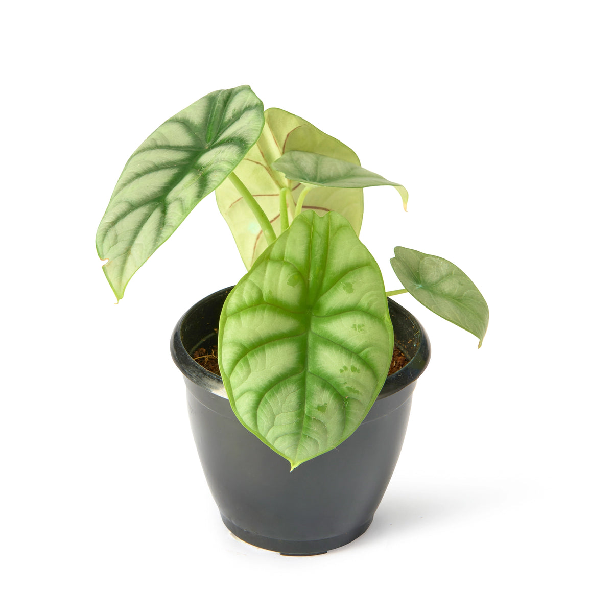 Alocasia Silver Dragon – Live Indoor Plant