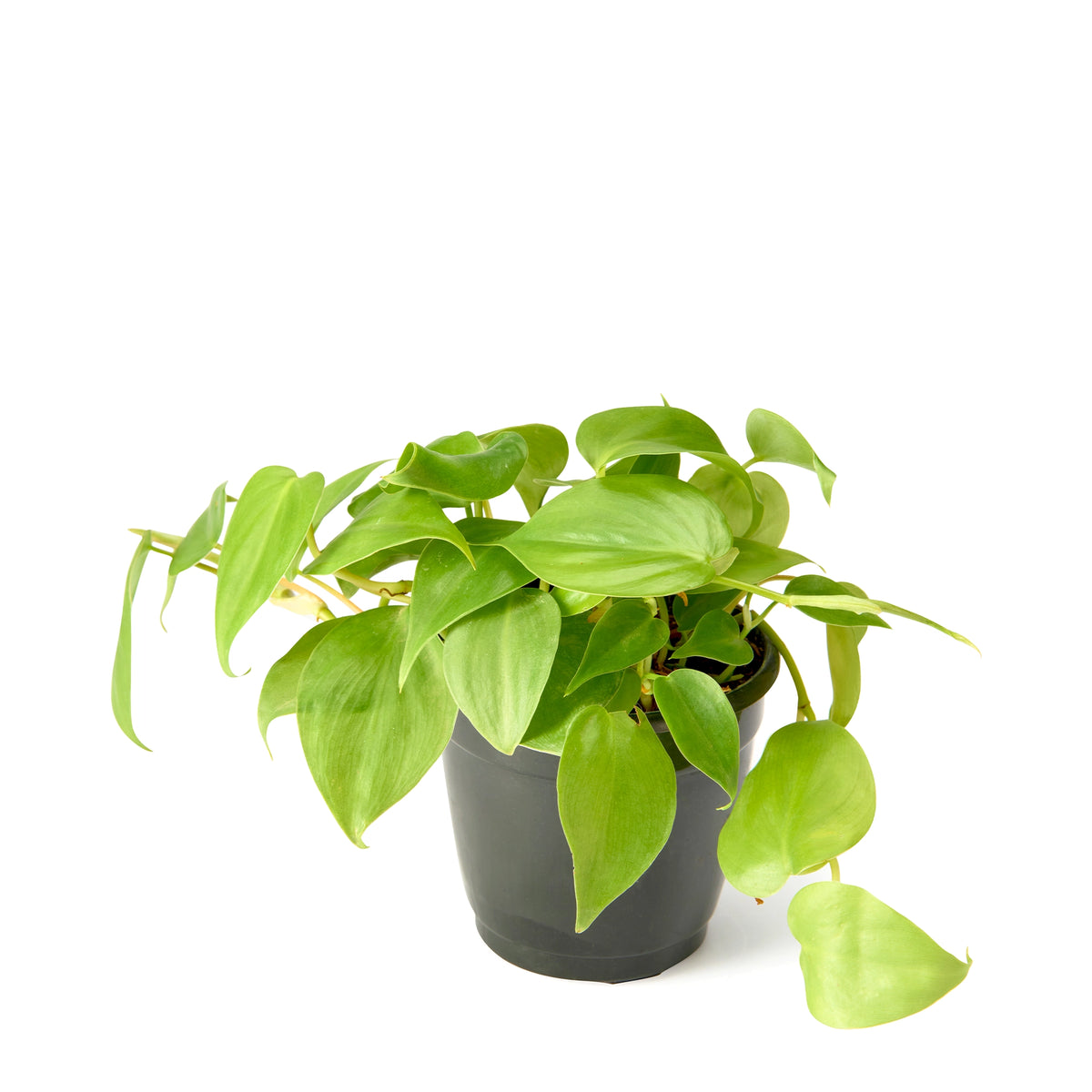 Philodendron Oxycardium Green (Heartleaf) – Live Indoor Plant | Urban Plant