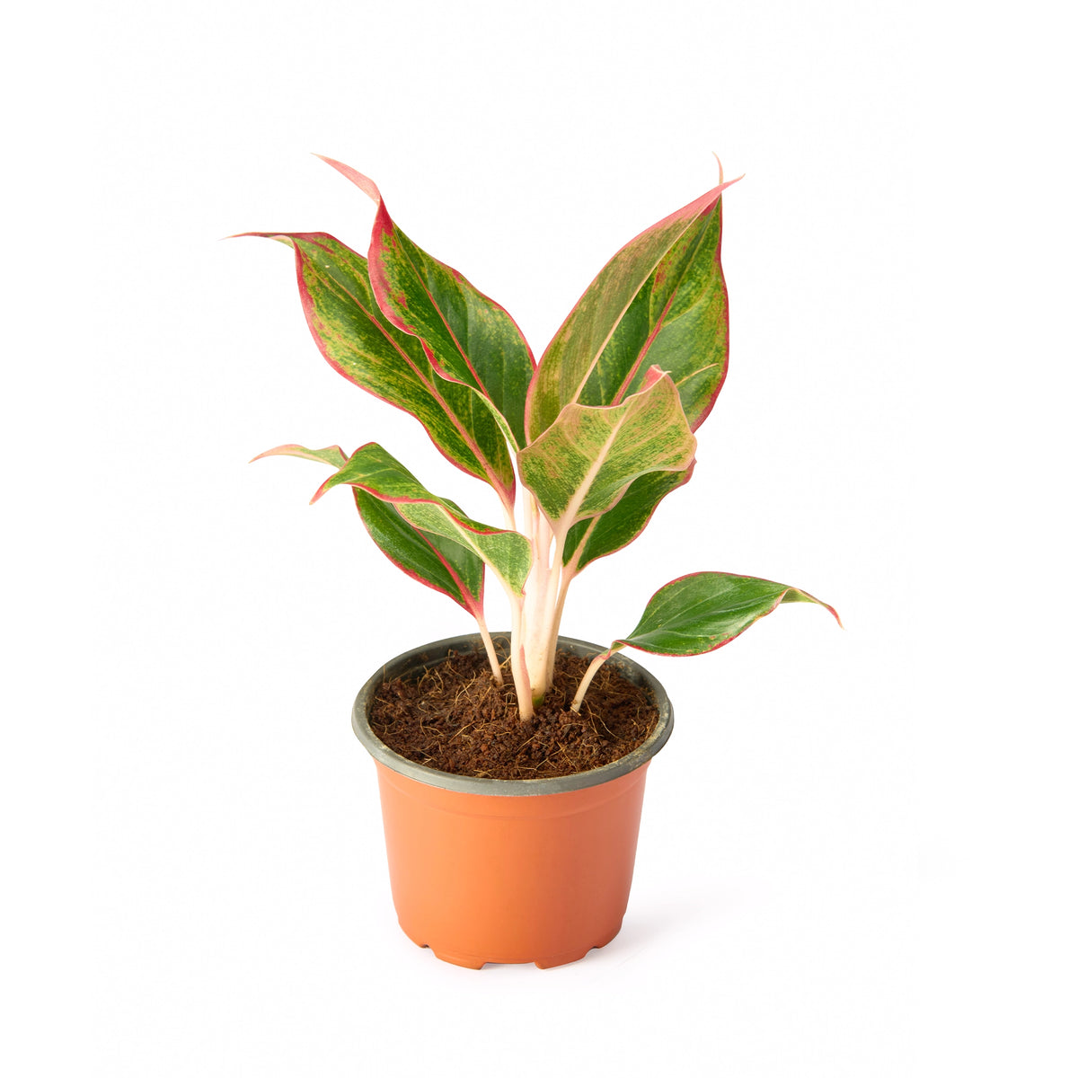 Aglaonema Red Plant – Indoor Live Plant