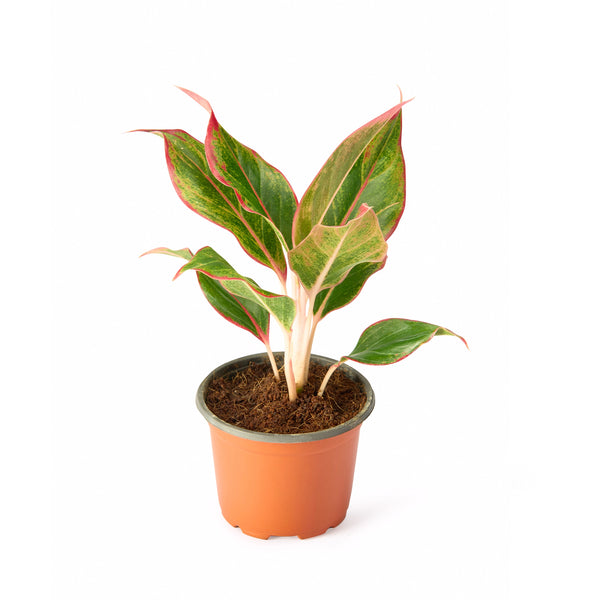 Aglaonema Red Plant – Indoor Live Plant
