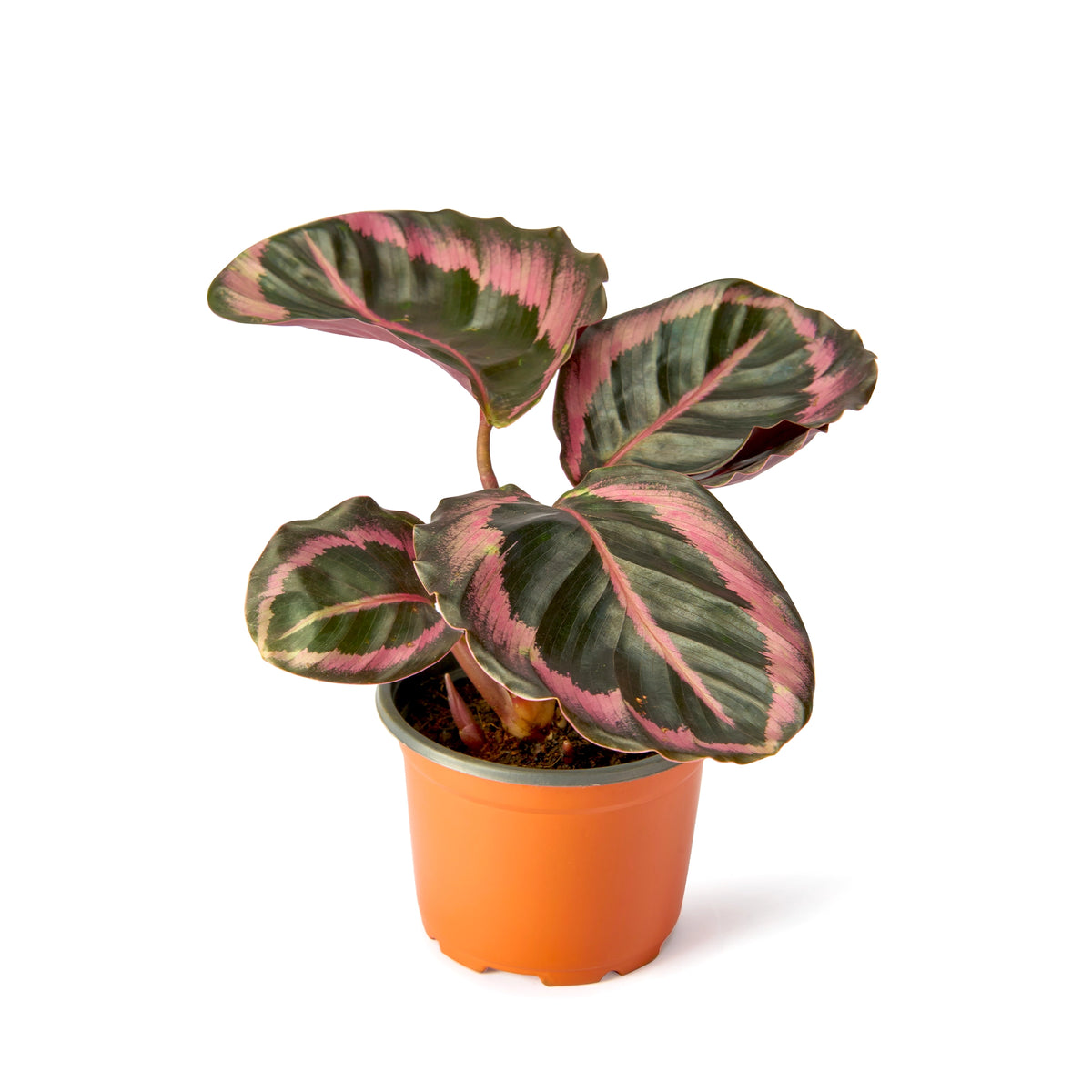 Calathea Red Wine – Live Indoor Plant | Urban Plant