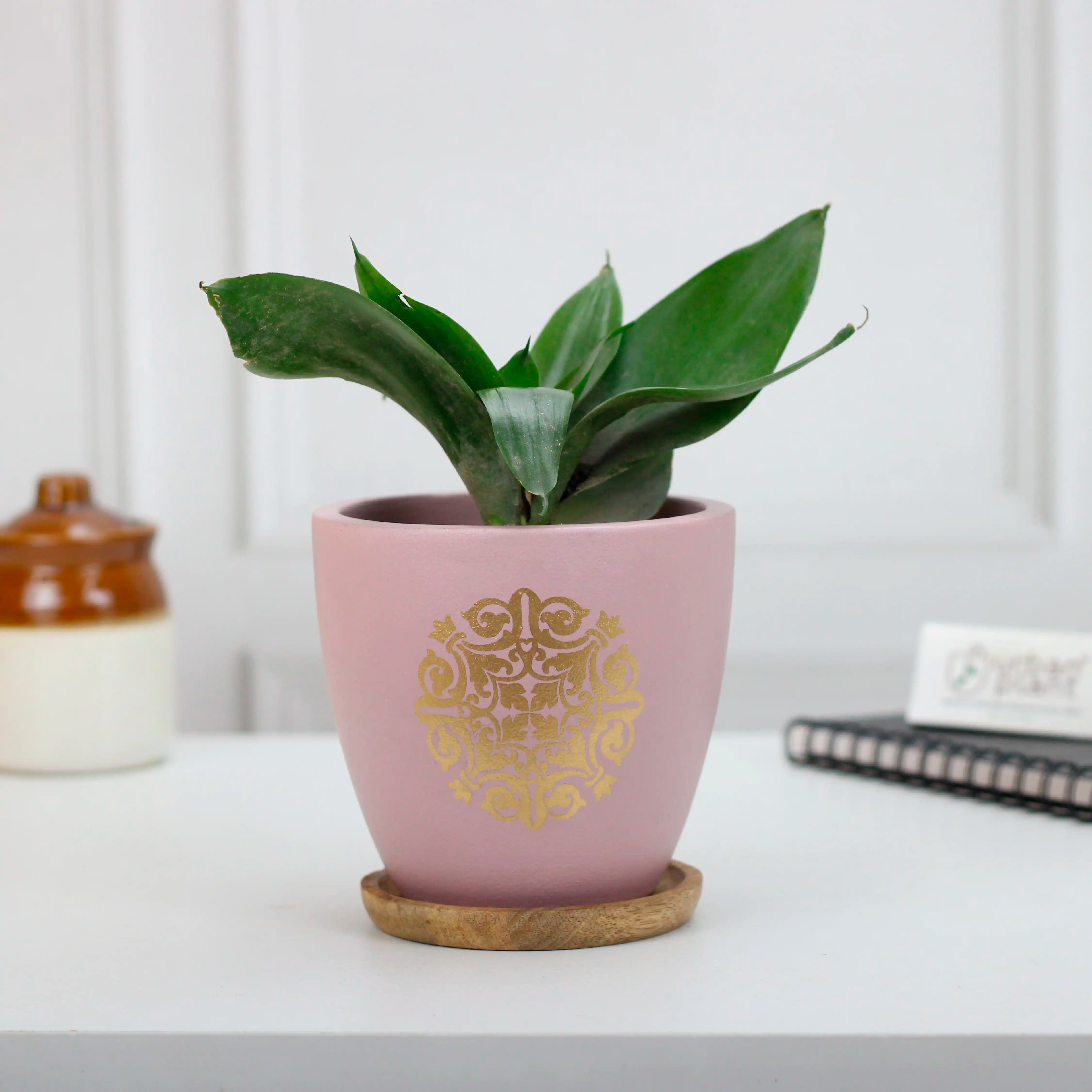 Motif Terracotta Pot with FREE Wooden Saucer Urban Plant Pink 