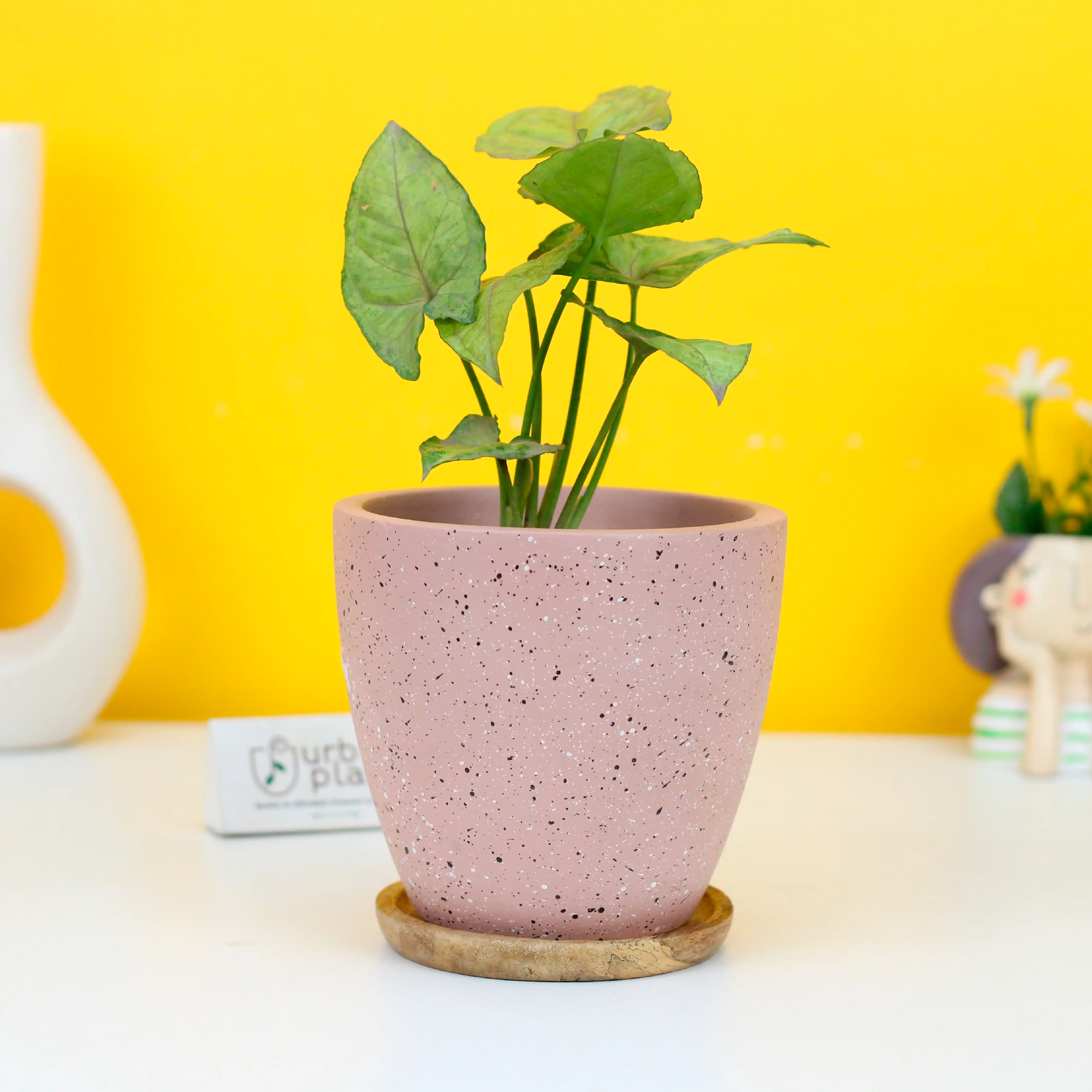 Terrazzo Terracotta Pot with FREE Wooden Saucer Urban Plant Pink 