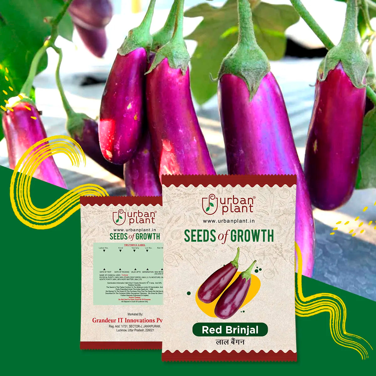 Red Brinjal Seeds (Long) Urban Plant 