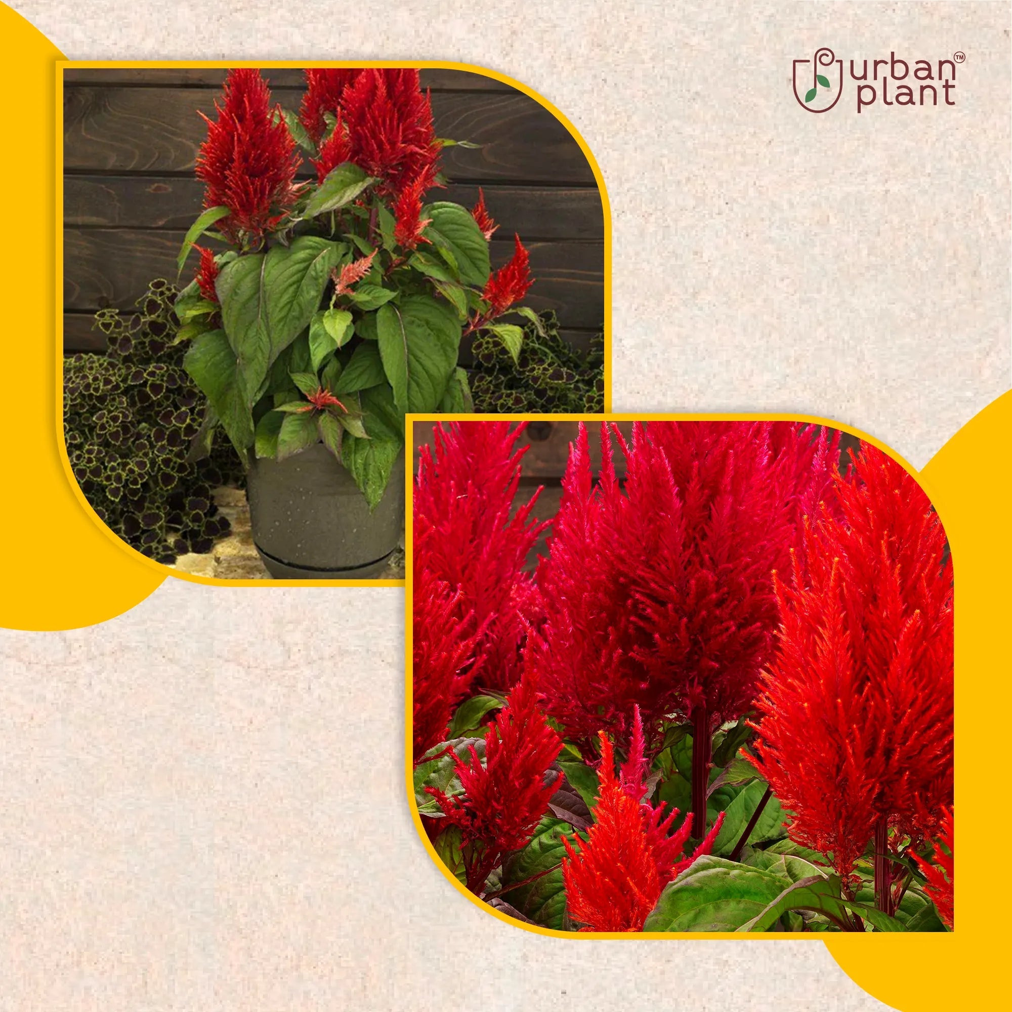 Red Celosia Flower Seeds Flower Seed Urban Plant 