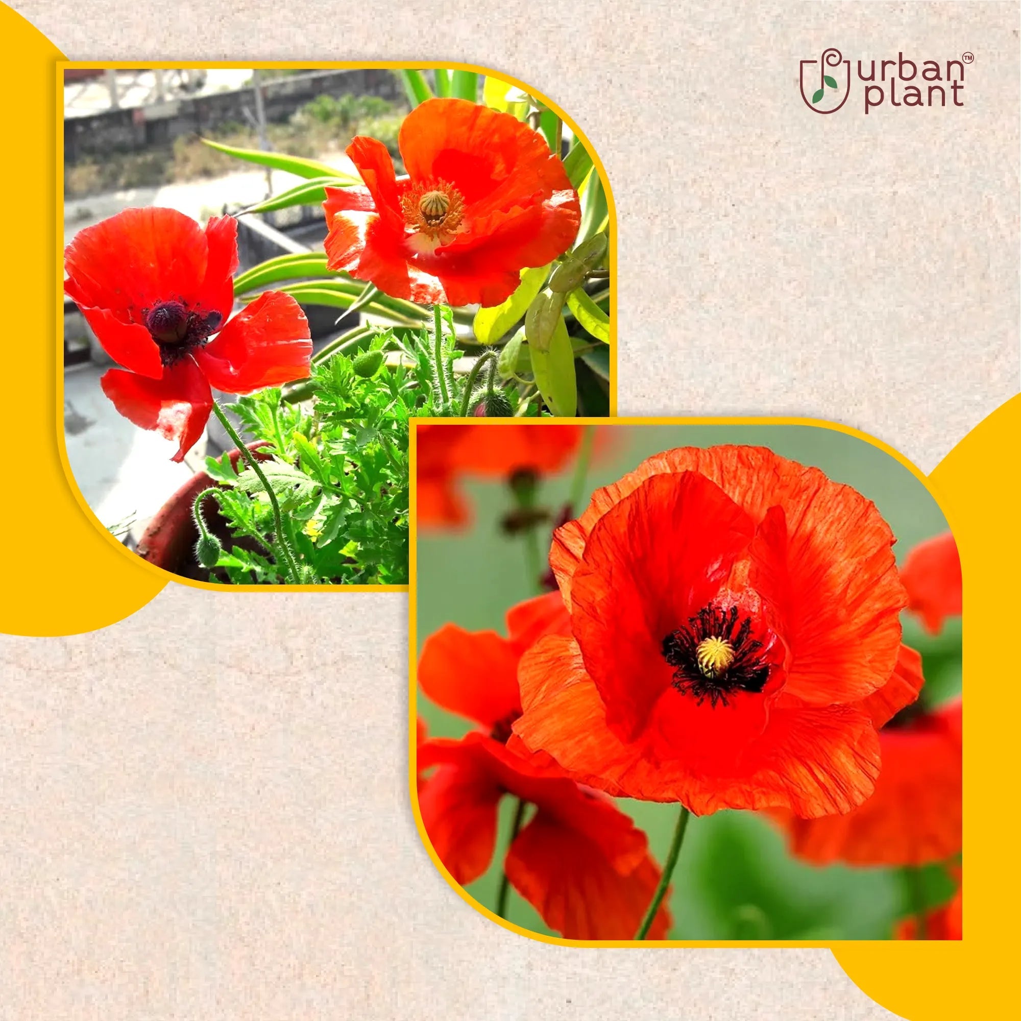 Red Poppy Flower Seeds Flower Seed Urban Plant 