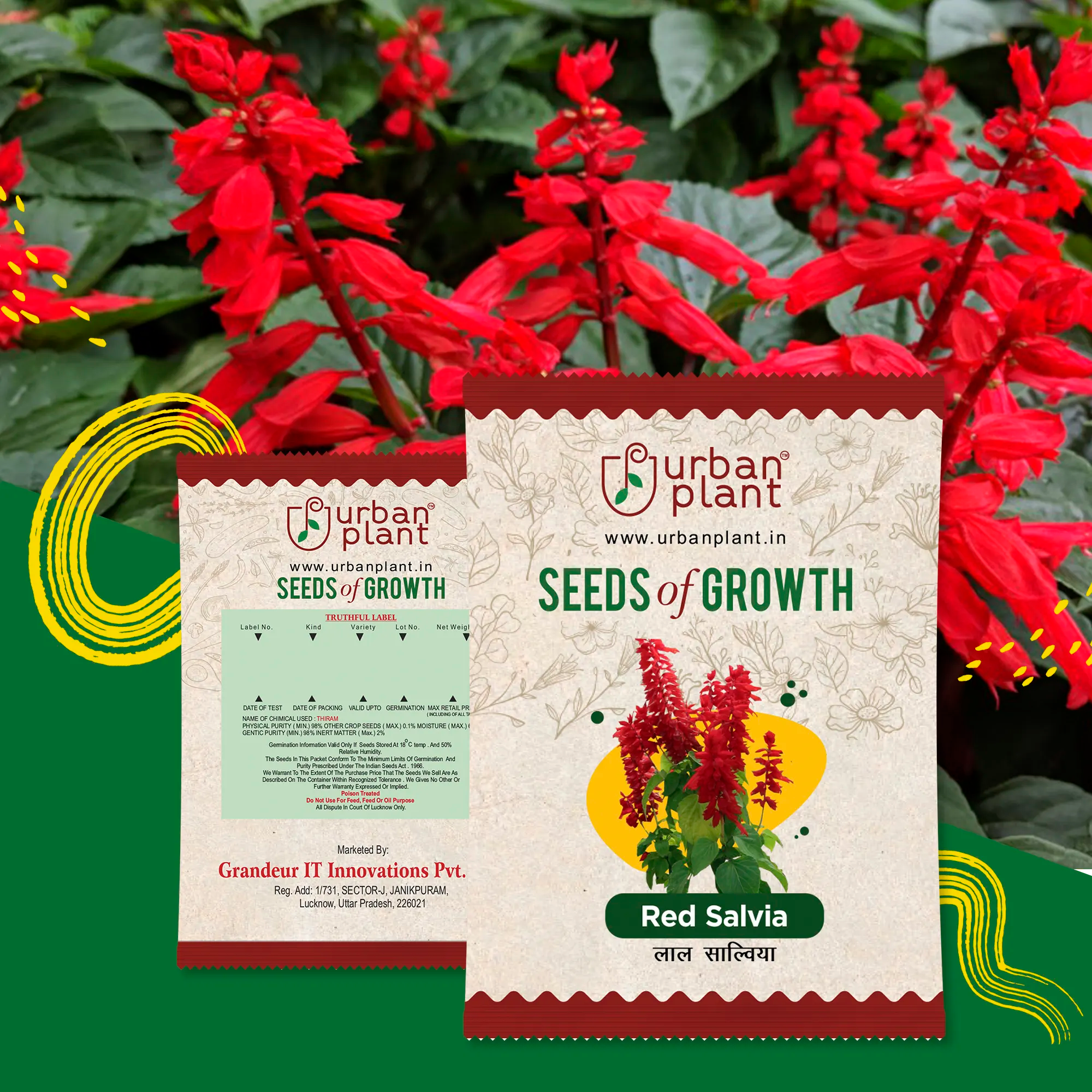 Red Salvia Flower Seeds Urban Plant 