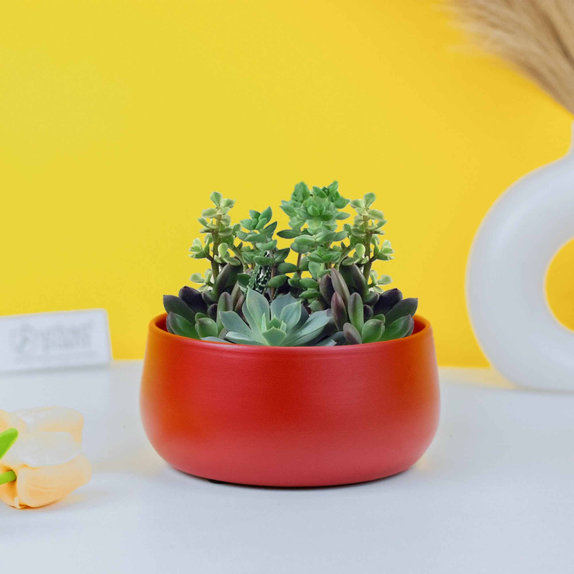 Urban Plant Metal Flower Planter for Living Room | Office Decor Item | Succulent Pots | Table Top Planter Metal Planter Urban Plant Red 