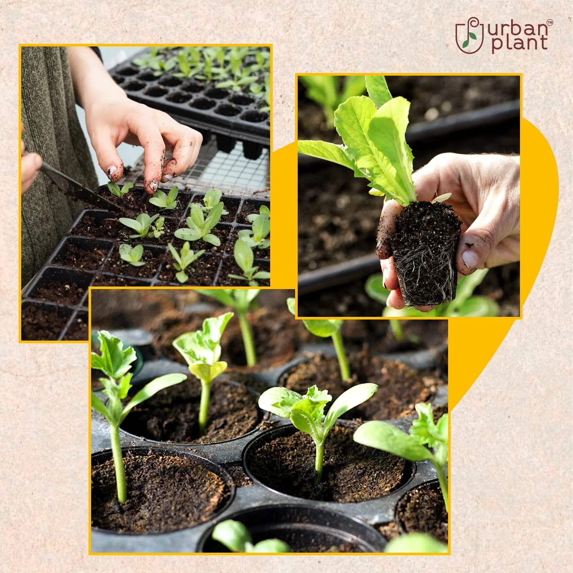 Okra Seeds (Lady Finger) Vegetable Seed Urban Plant 