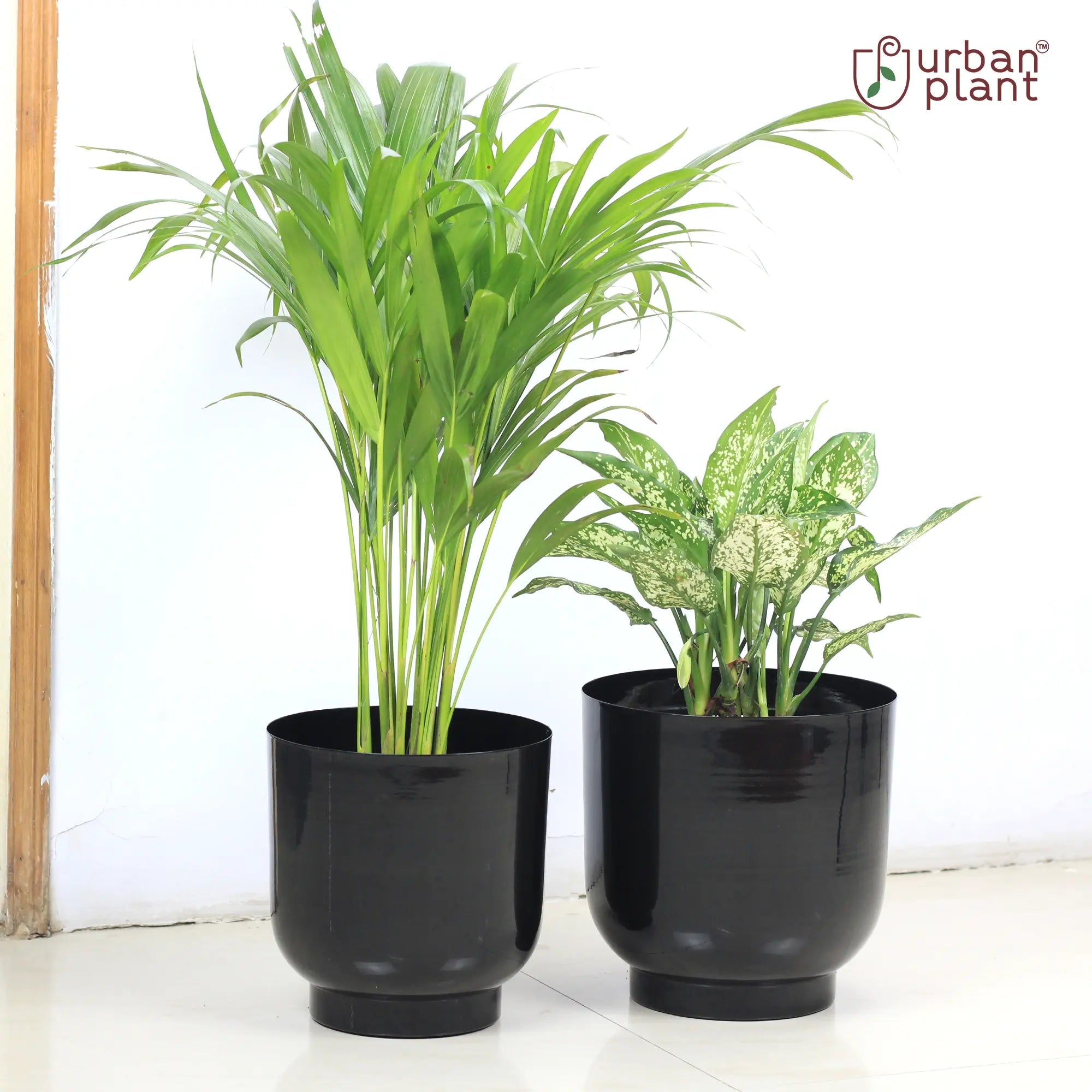 Orchid Metal Planter Pot Container (Set of 2) Table Top Planter Urban Plant Table Top Planter Urban Plant 