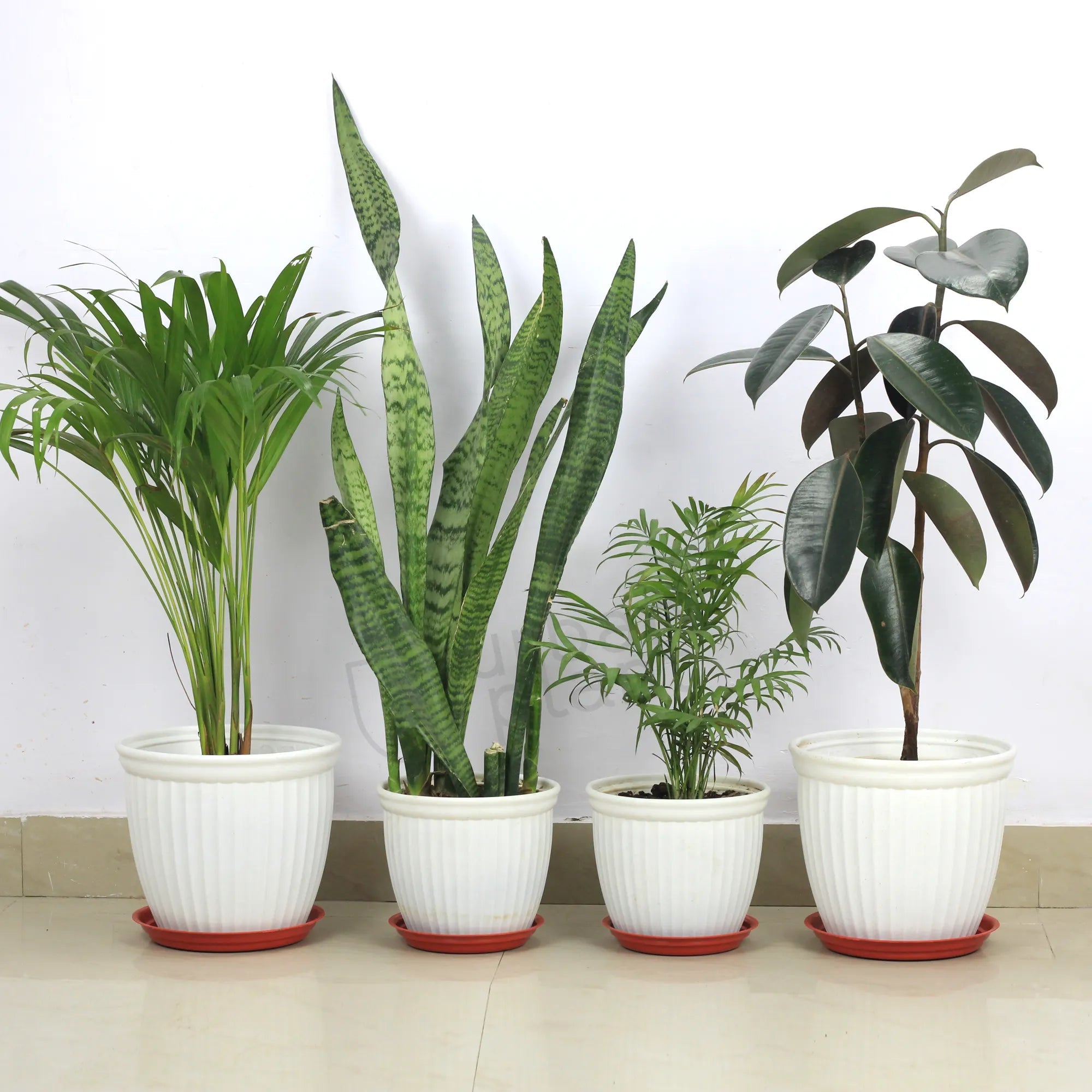 Urban Plant Round Bottom Tray (Plate/Saucer) for All Type of Pots Urban Plant 