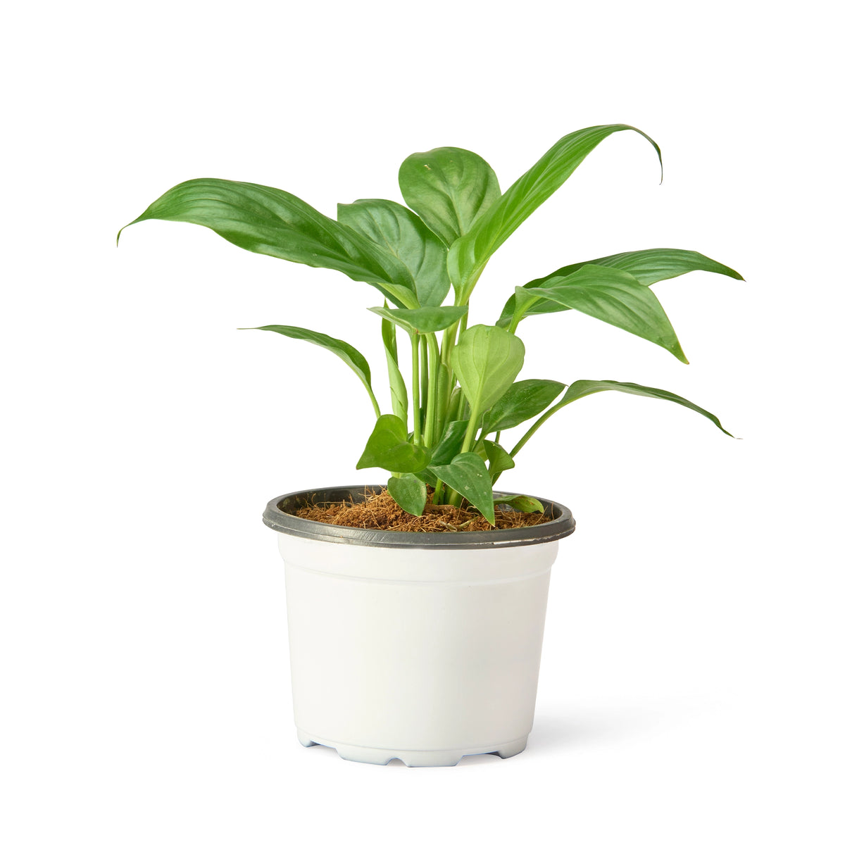 Peace Lily Little Angel (Spathiphyllum) – Live Flowering Indoor Urban Plant