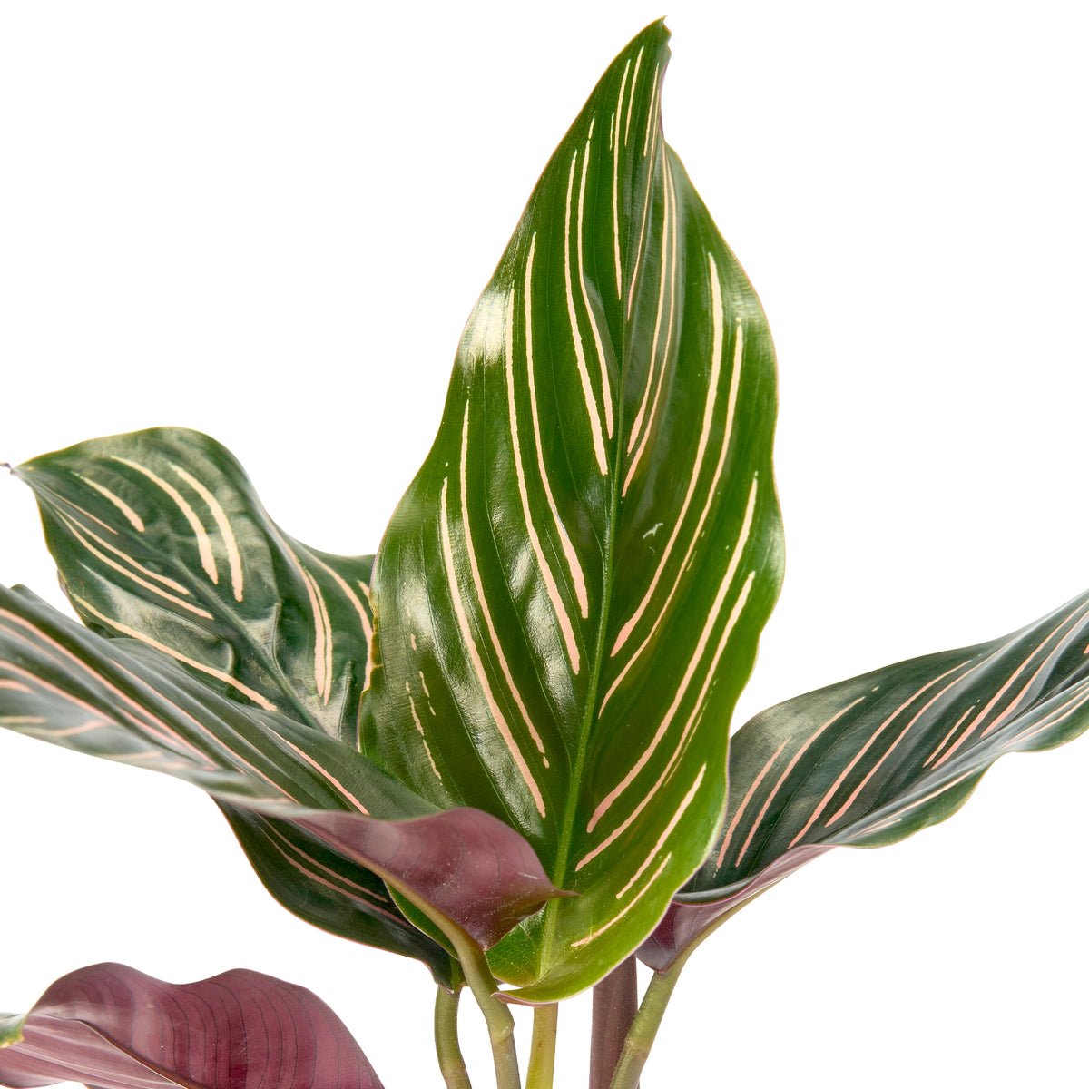 Calathea Ornata (Pinstripe Plant) – Live Indoor Plant | Urban Plant