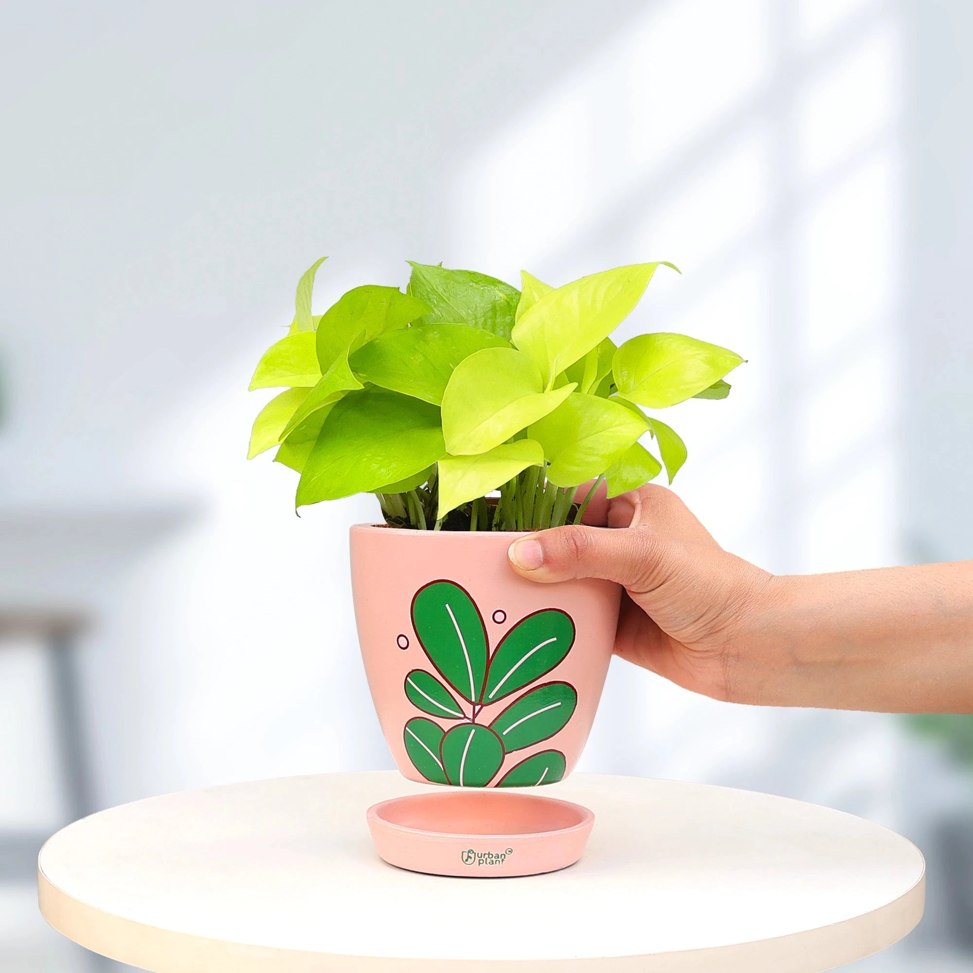 Golden Money Plant Urban Plant 