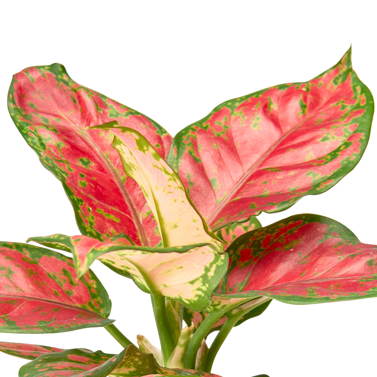 Aglaonema Pink Valentine – Live Indoor Plant | Urban Plant