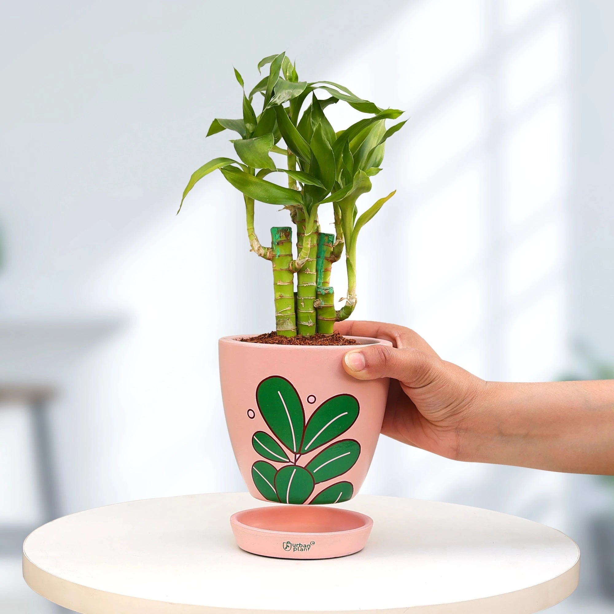 Lotus Lucky Bamboo Plant Plant Urban Plant 
