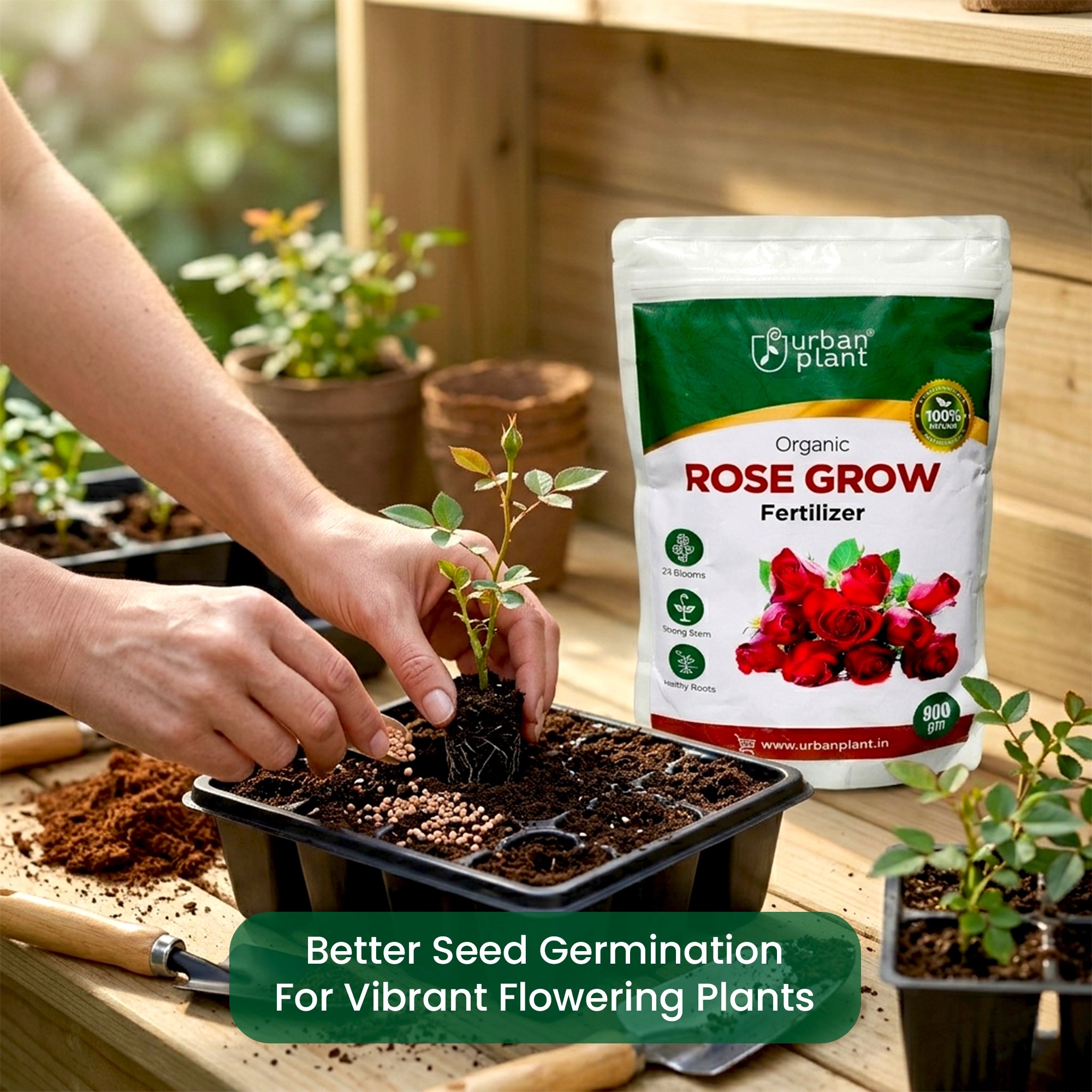 Rose Grow Fertilizer using in flower pot