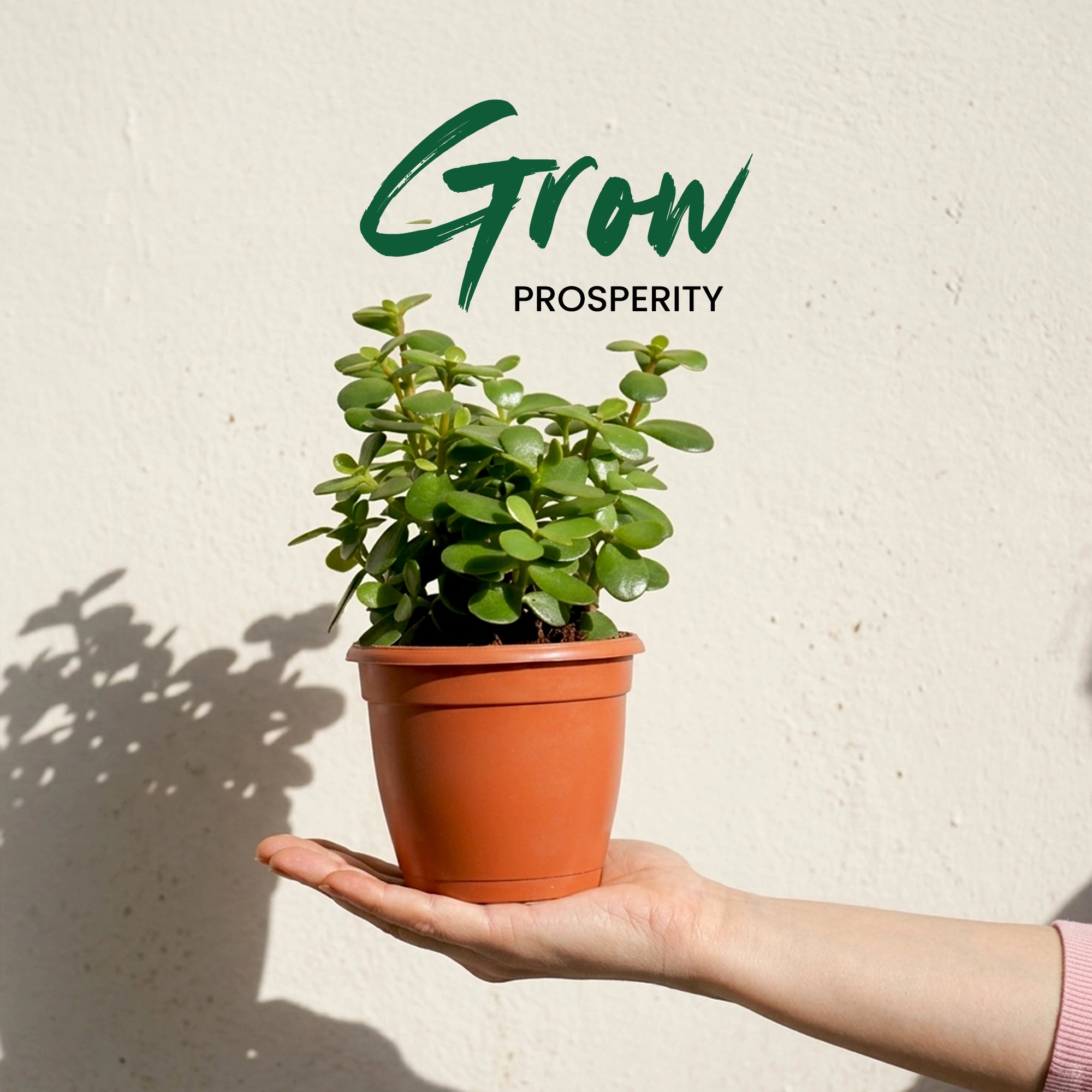 Jade Plant in Grower Pot grow prosperity 