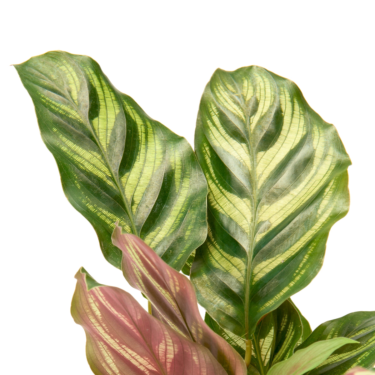 Calathea Makoyana (Peacock Plant) – Live Indoor Plant | Urban Plant