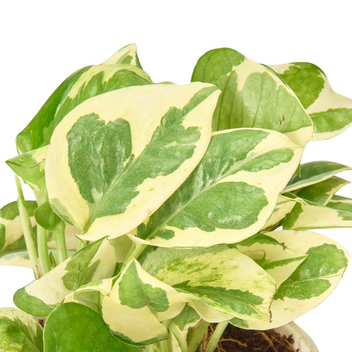 N'Joy Money Plant (White Variegated Pothos) – Live Indoor Plant | Urban Plant