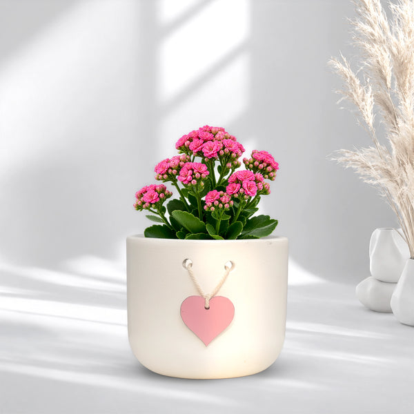 Urban Plant Cherish Terracotta Pot with Heart Tag
