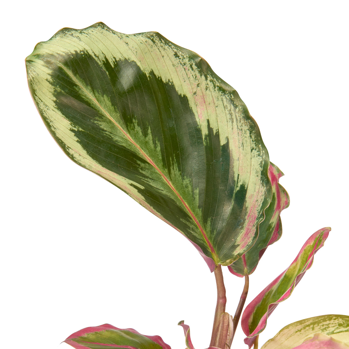Calathea Roseopicta Illustris – Live Indoor Plant | Urban Plant
