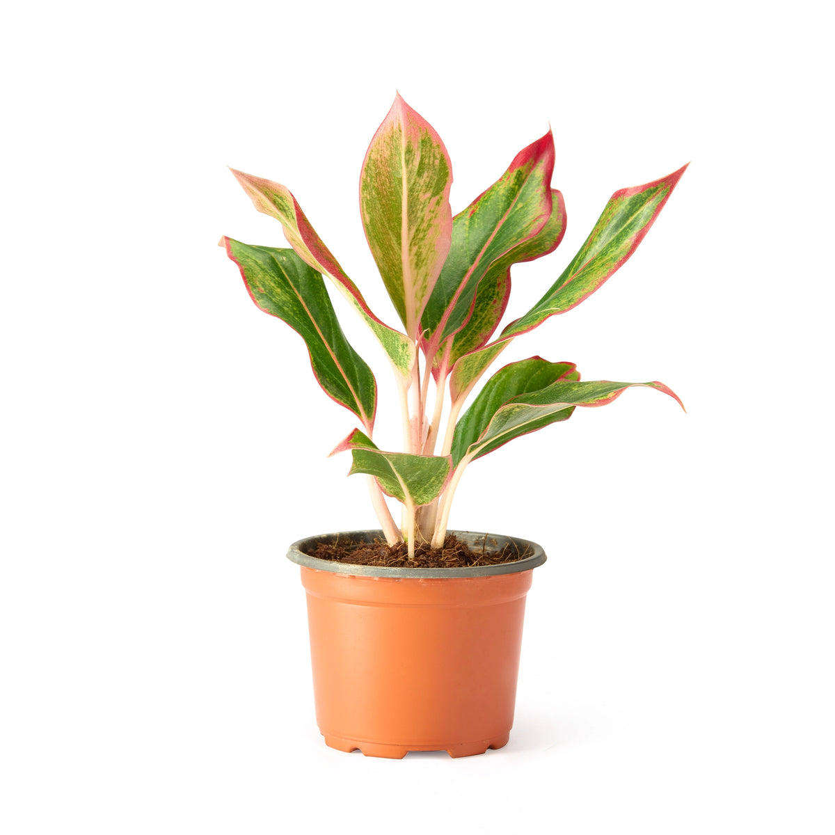 Aglaonema Red Plant – Indoor Live Plant