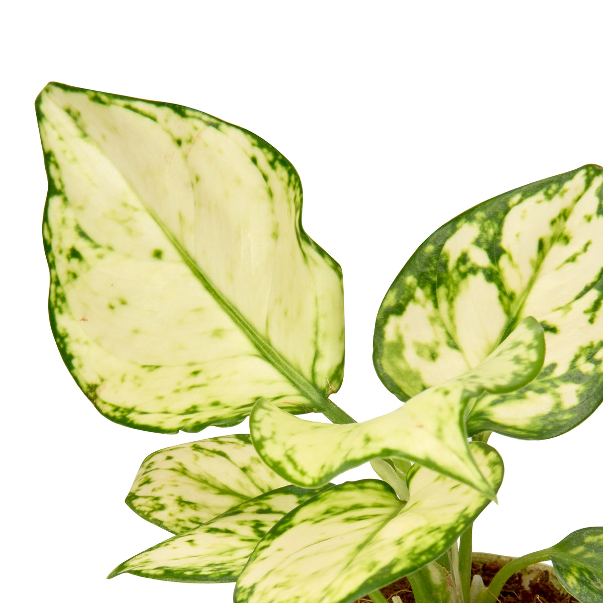Aglaonema Super White – Live Flowering Indoor Plant