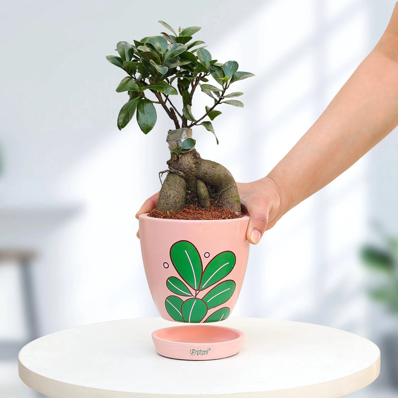 Ficus Bonsai Plant Plant Urban Plant 
