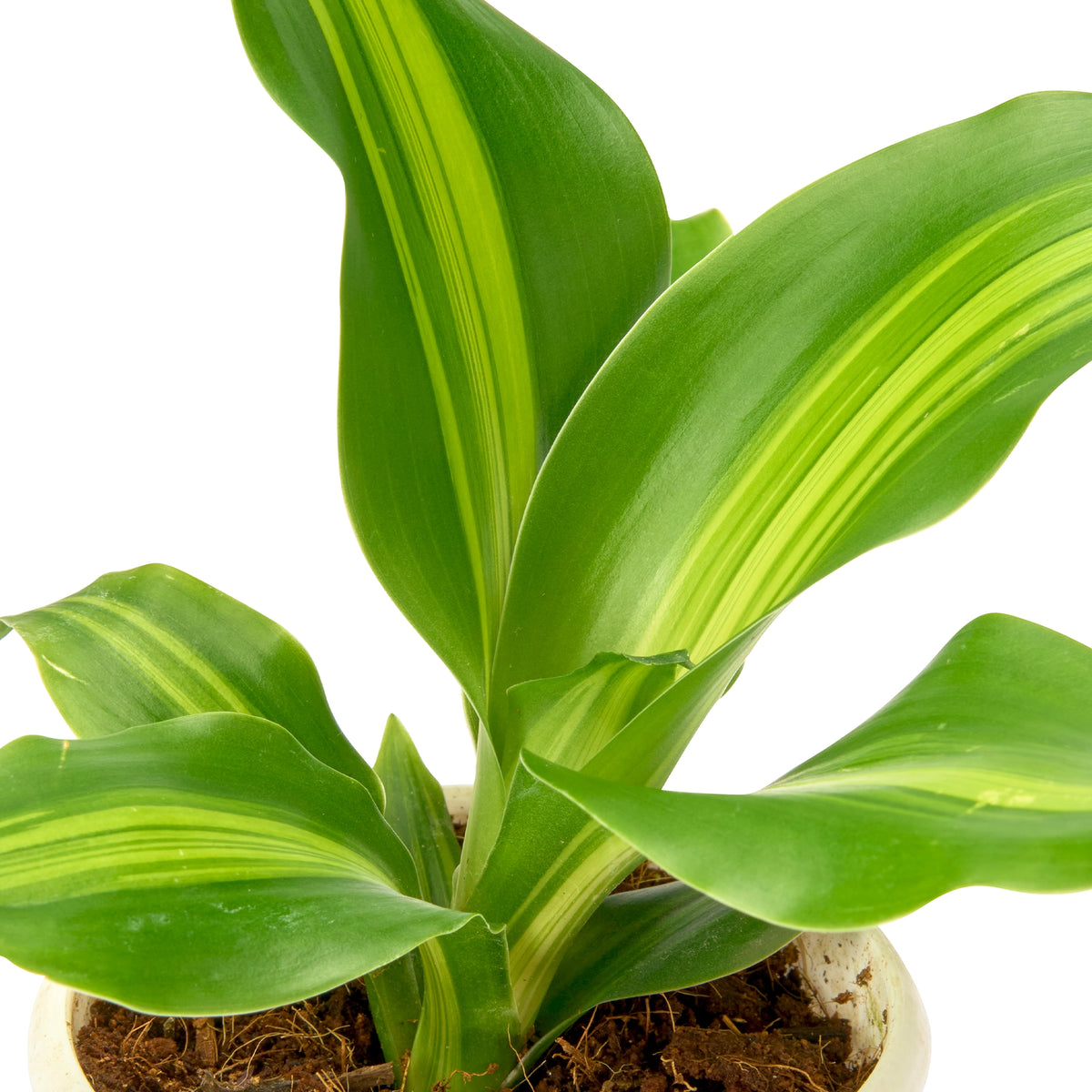Dracaena Massangeana (Dara Singh) – Live Indoor Plant