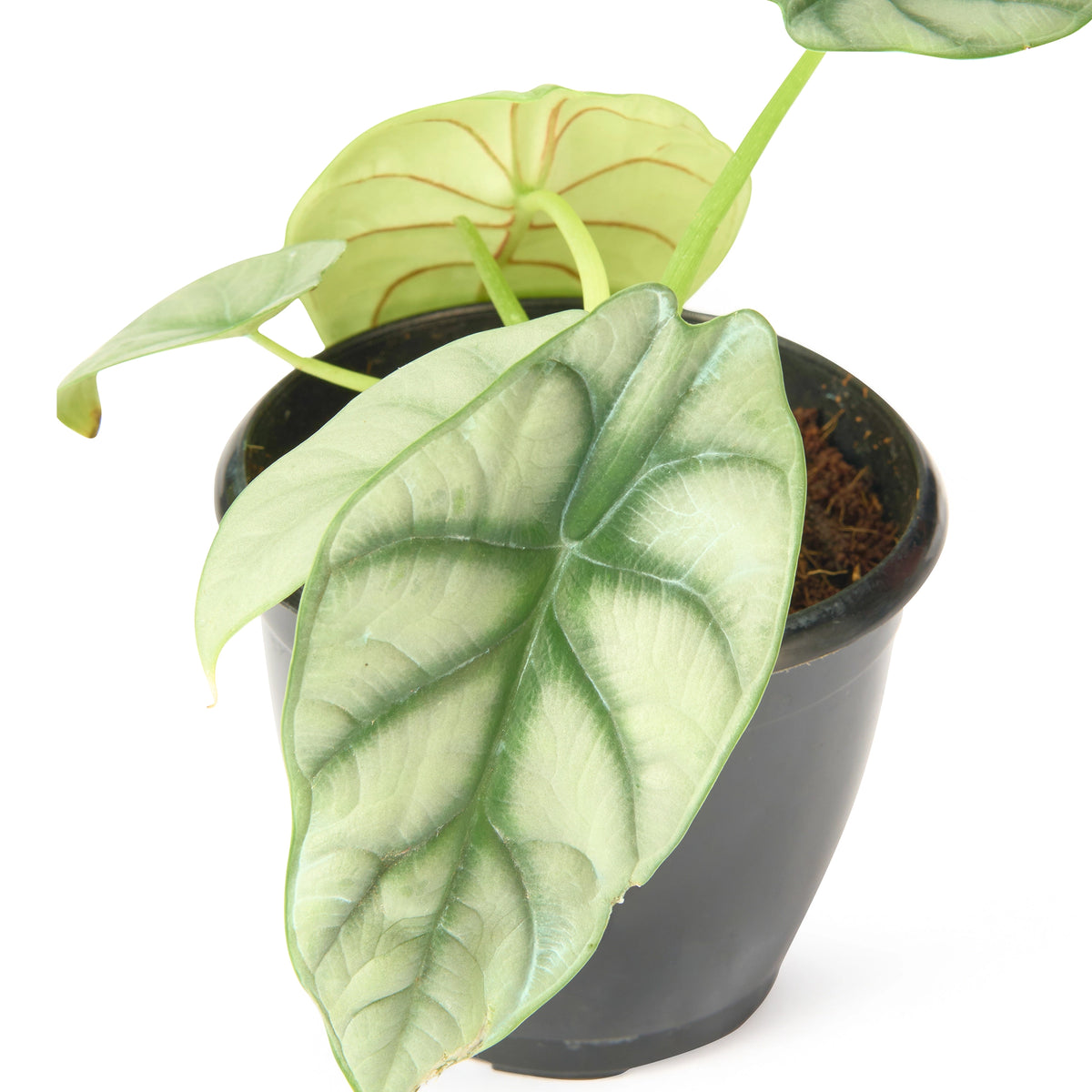 Alocasia Silver Dragon – Live Indoor Plant