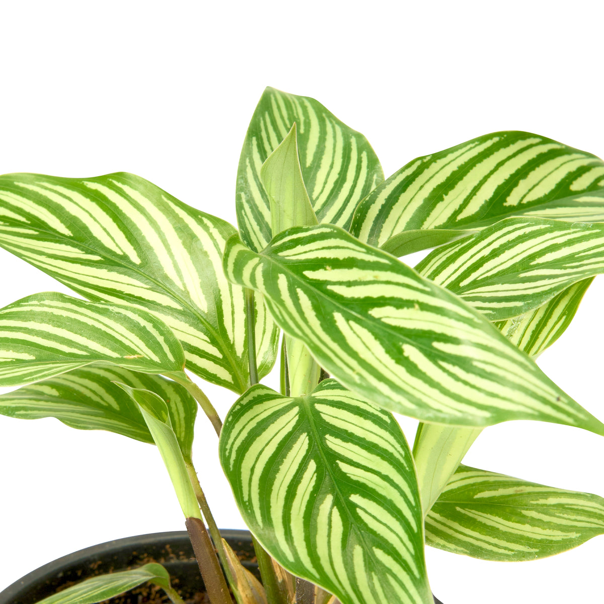 Calathea Vittata – Live Indoor Plant | Urban Plant