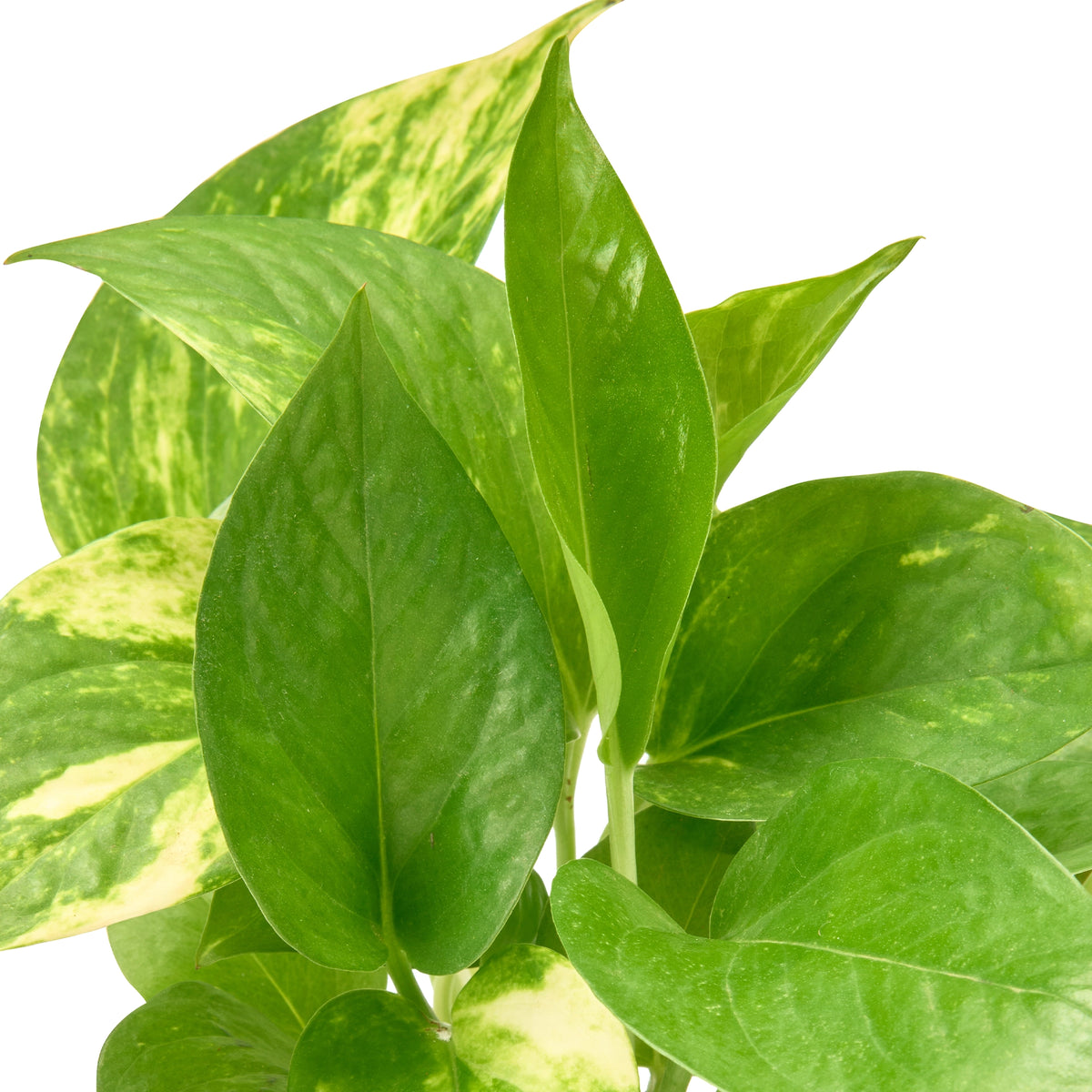 Green Money Plant (Golden Pothos) – Live Indoor Plant