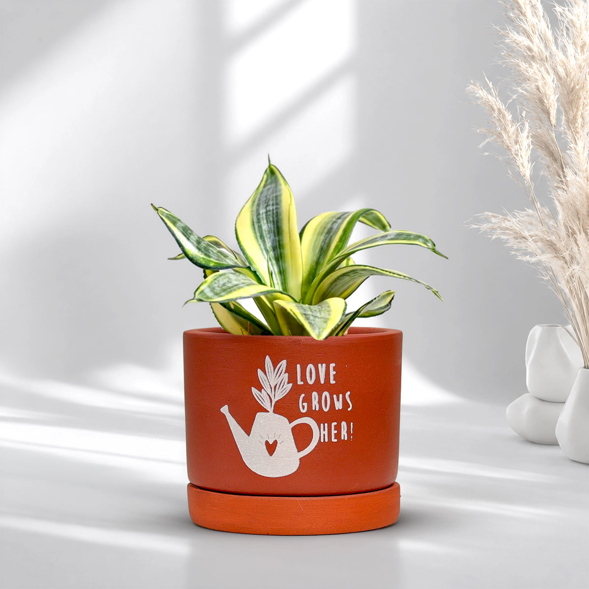 Joy Root Terracotta Pot with Saucer Pattern: Love Grows
