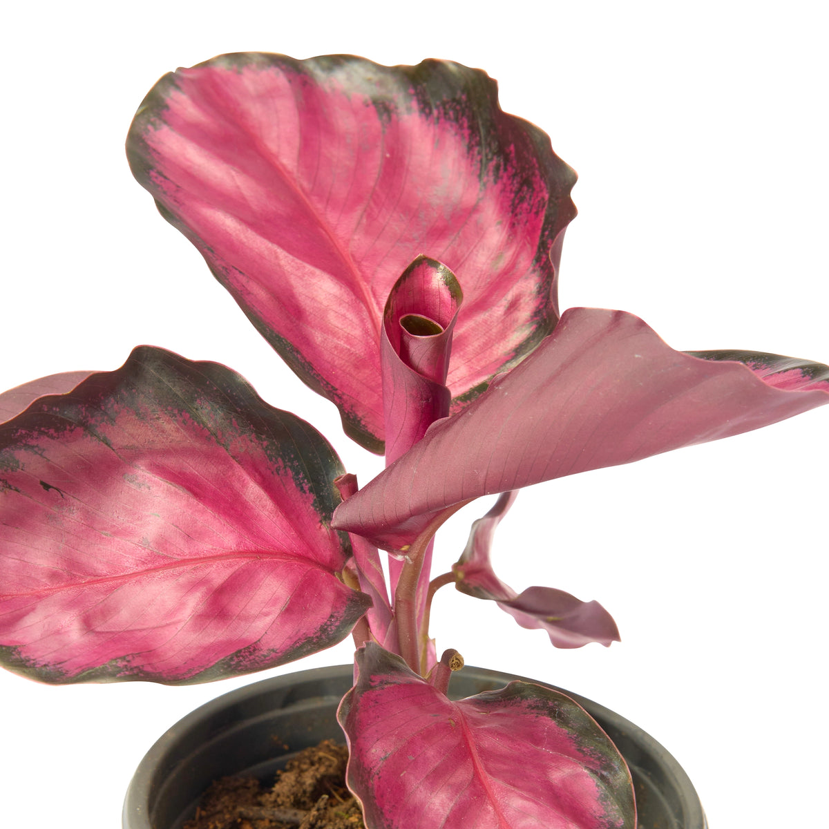 Calathea Crimson Red (Rusco) – Live Indoor Plant | Urban Plant
