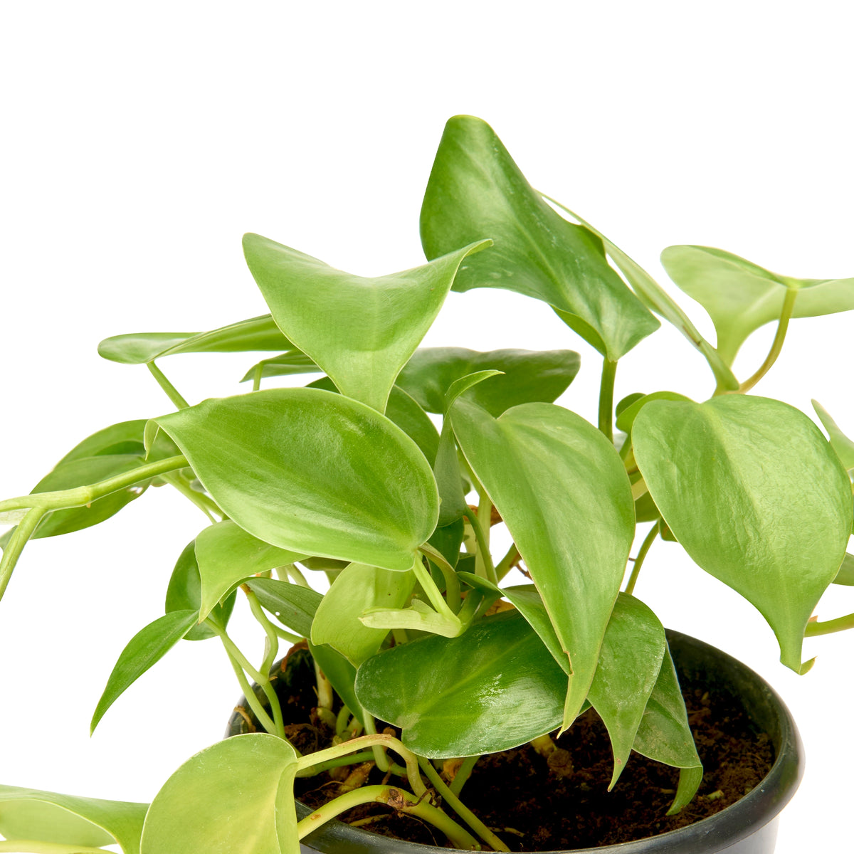 Philodendron Oxycardium Green (Heartleaf) – Live Indoor Plant | Urban Plant