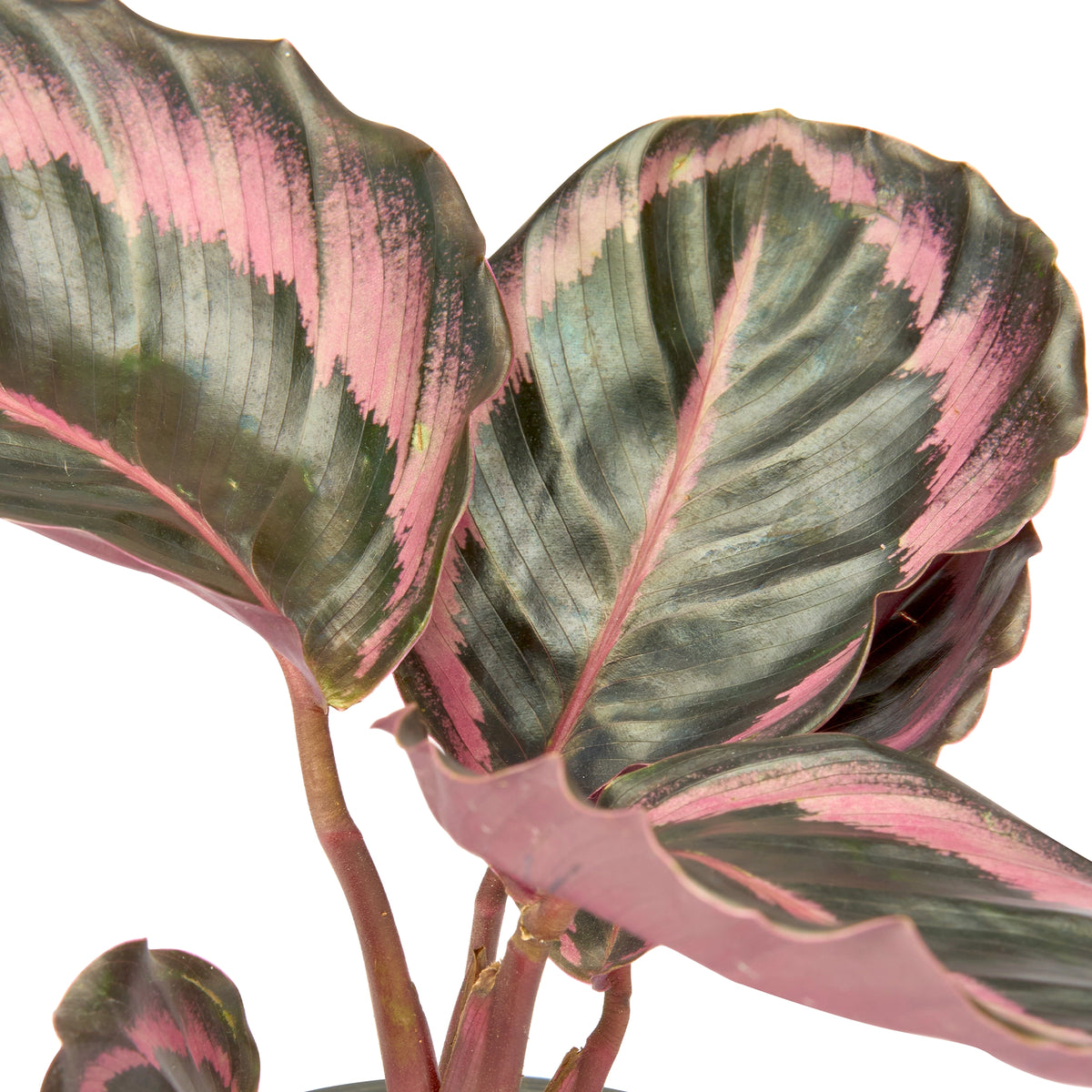 Calathea Red Wine – Live Indoor Plant | Urban Plant