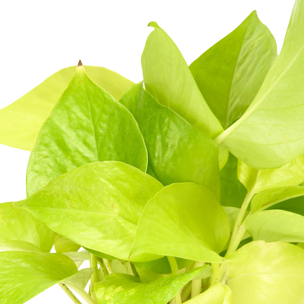 Neon pothos (Golden Money Plant) lime-gold leaves – Lucky Money Plant Trio