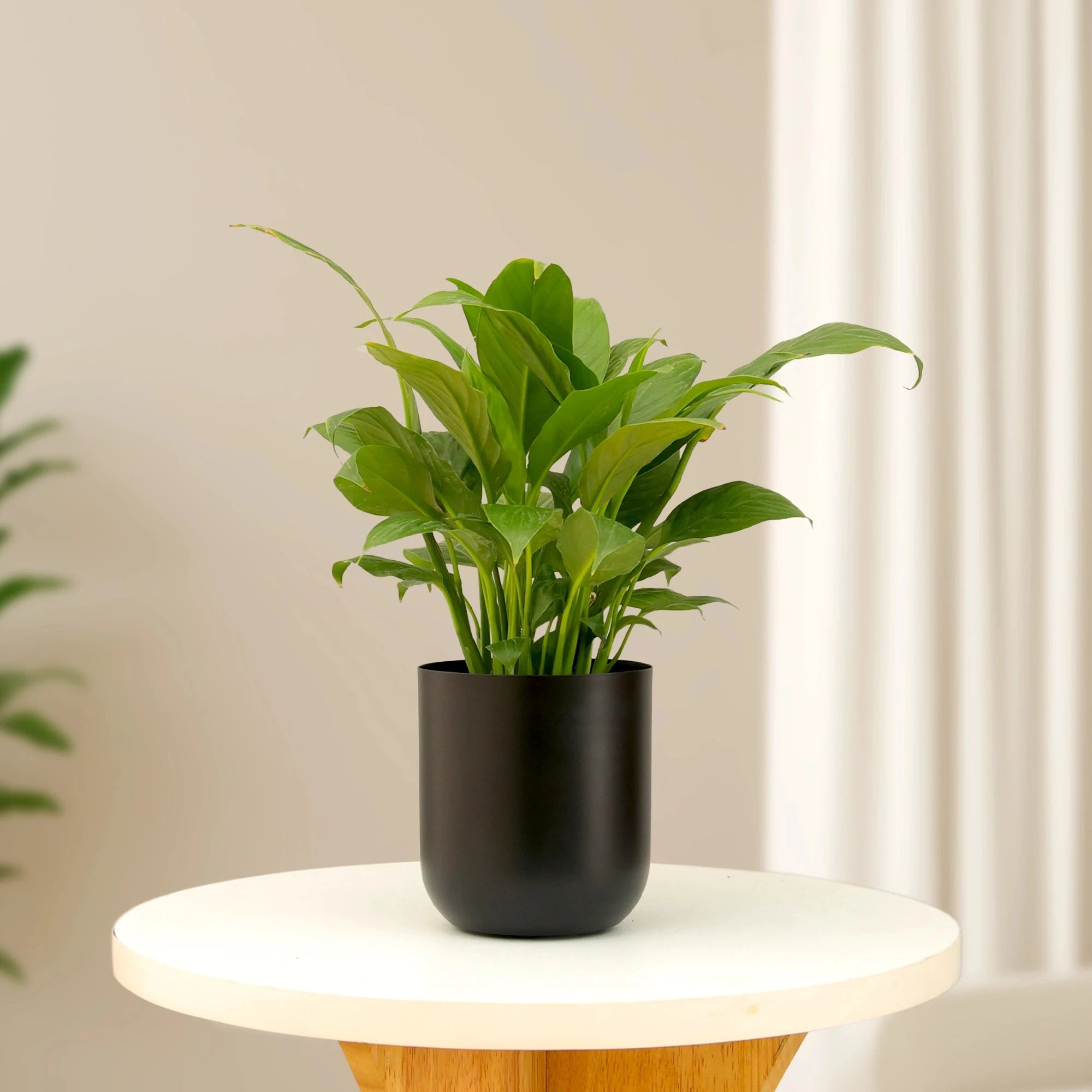 Metallic Miniature Planter (Black - Pack of 1) Metal Planter Urban Plant 