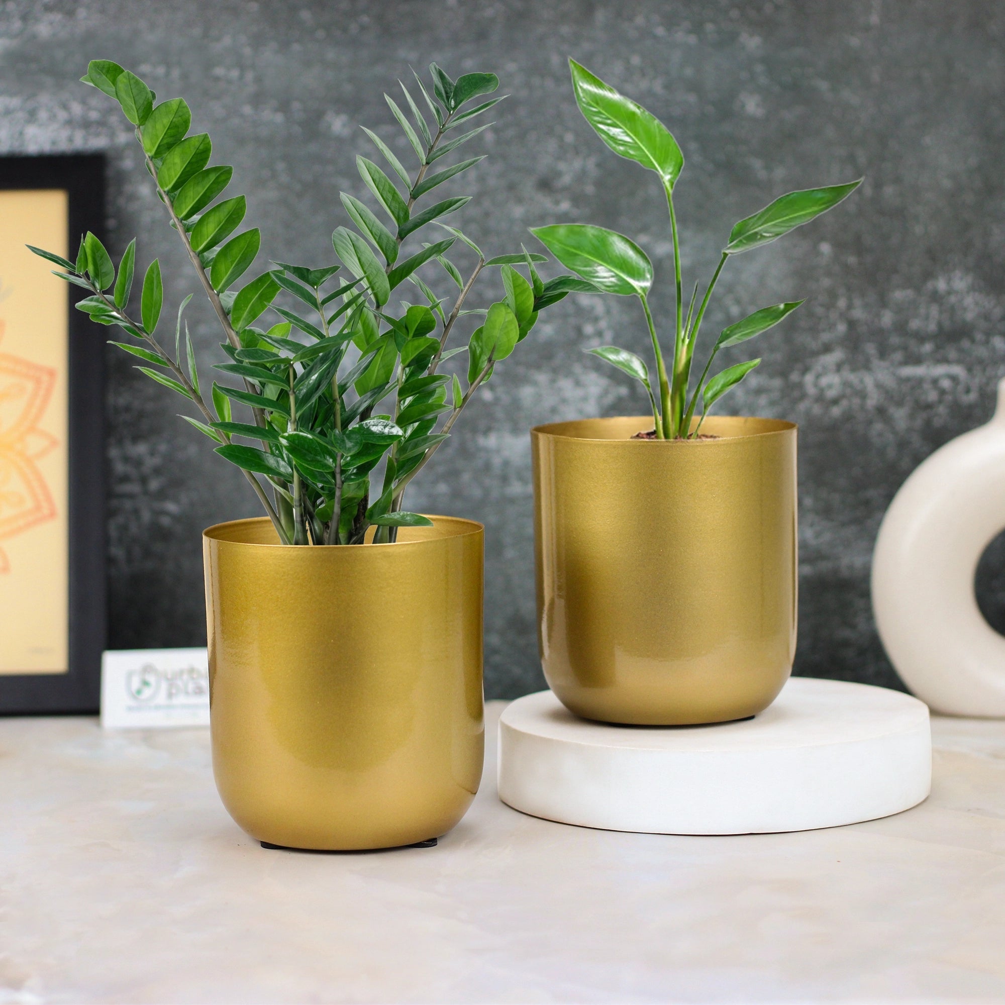 Metallic Miniature Plant Holder 5 inch Metal Planter Urban Plant Gold Set of 2 