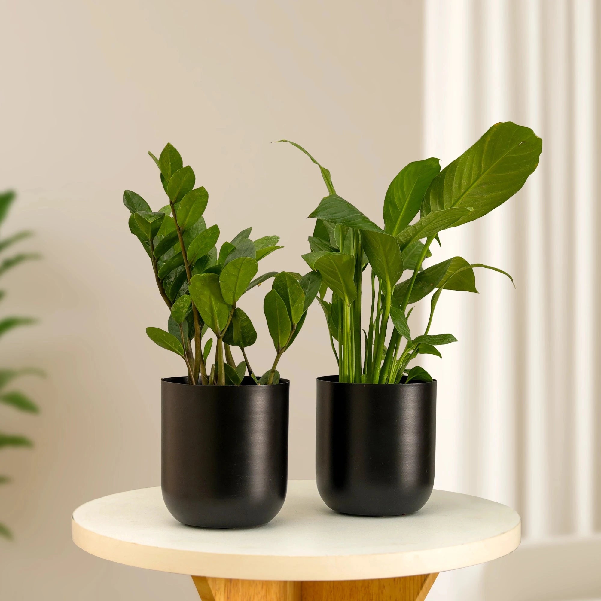 Metallic Miniature Planter (Black - Pack of 2) Metal Planter Urban Plant 