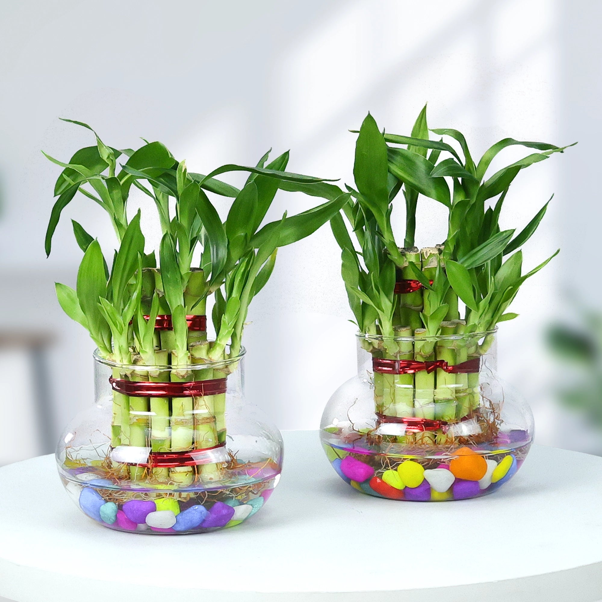 Lucky Bamboo Good Luck Plant Urban Plant Glass Jar Pack of 2 