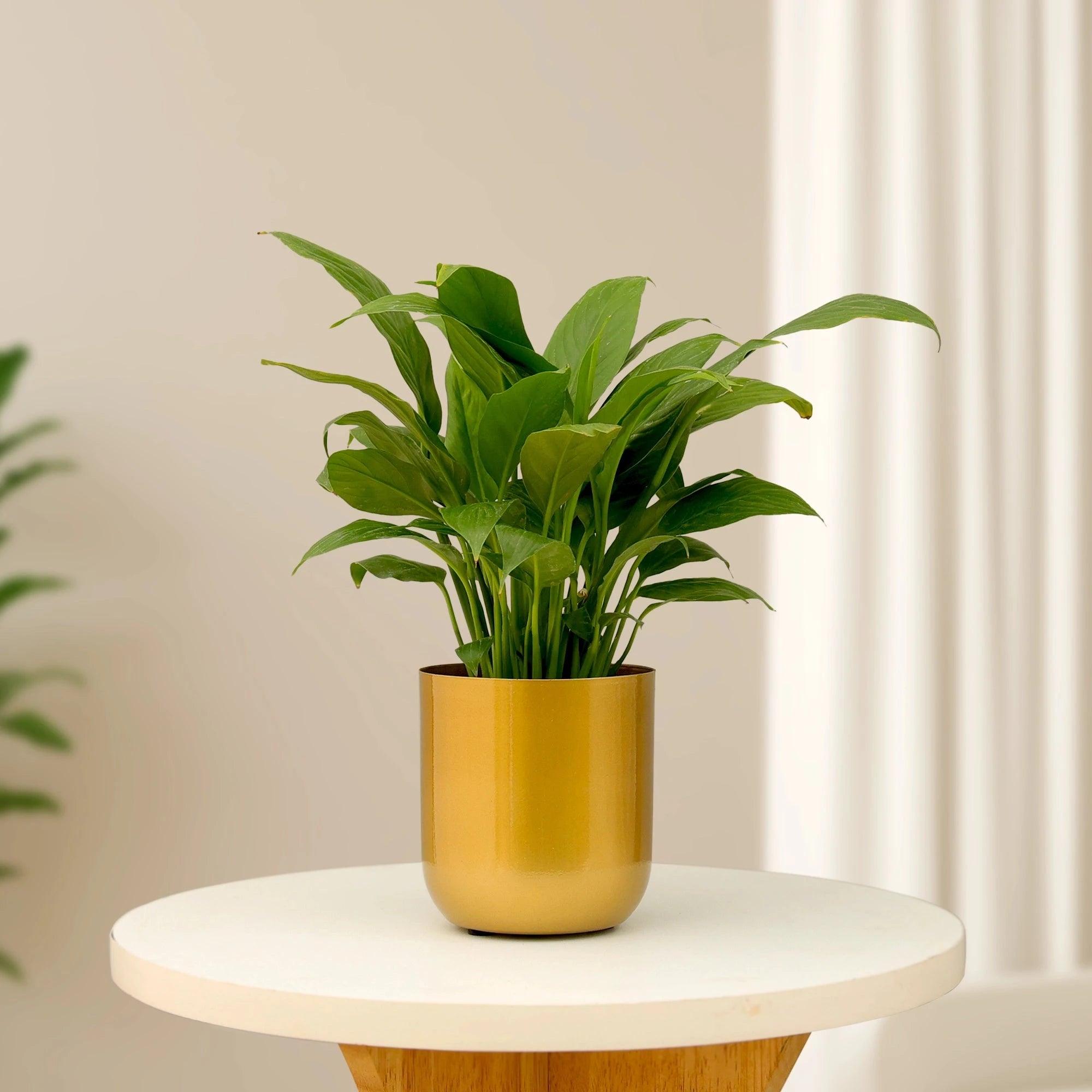 Metallic Miniature Planter (Gold - Pack of 1) Metal Planter Urban Plant 