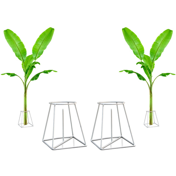 Urban Plant Banana Stand/Holder for Pooja Urban Plant 2 