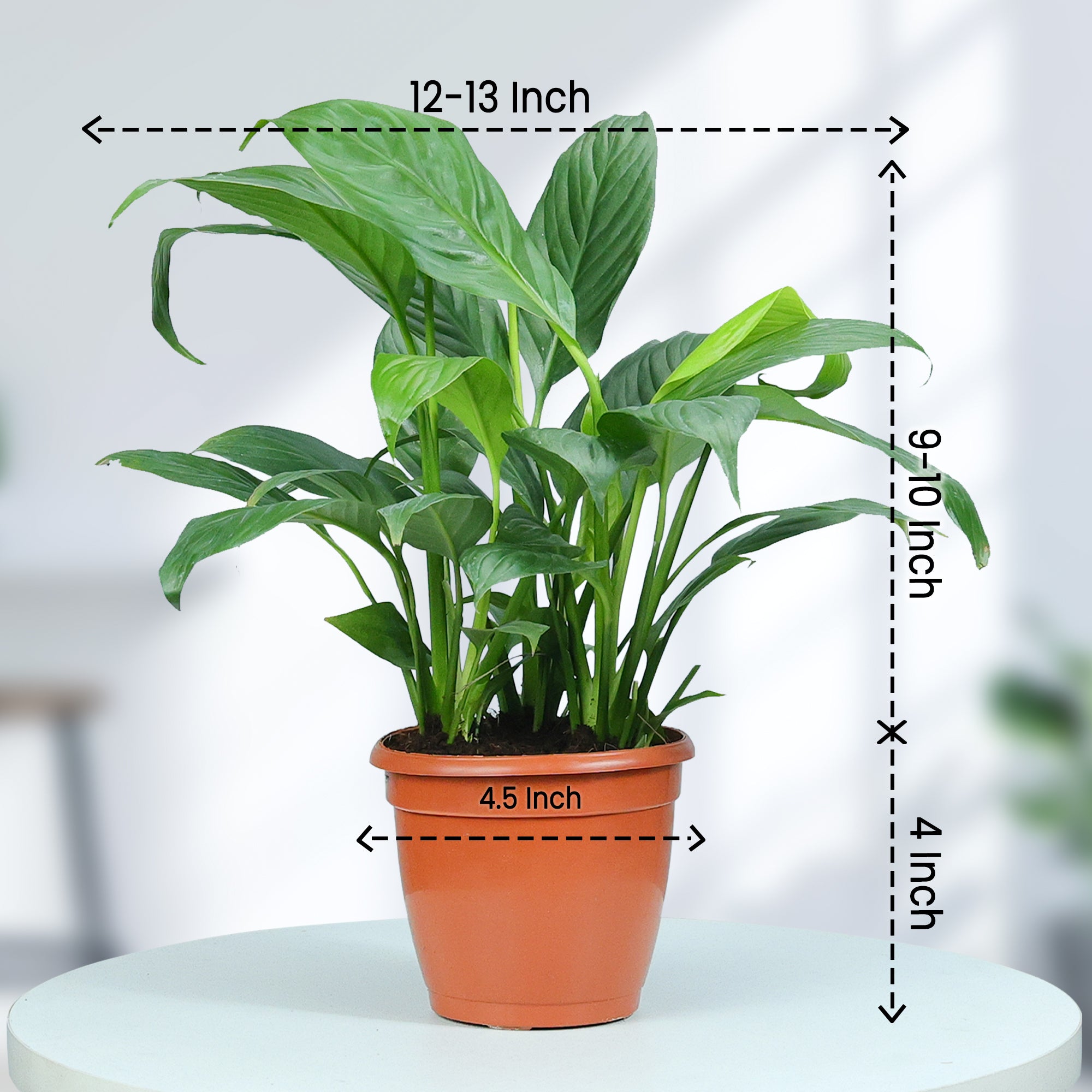 Peace Lily Plant in Grower Pot size