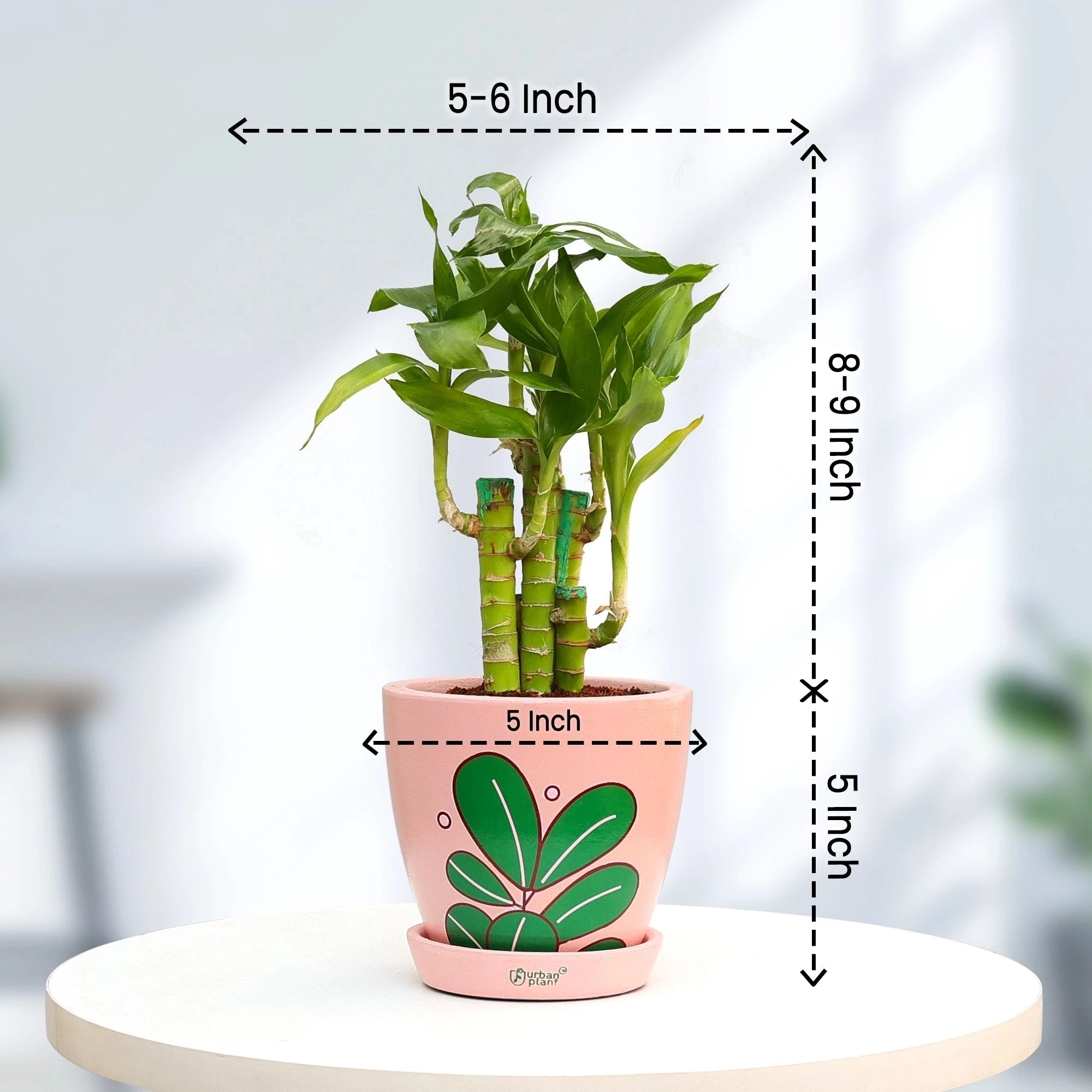 Lotus Lucky Bamboo Plant Plant Urban Plant 