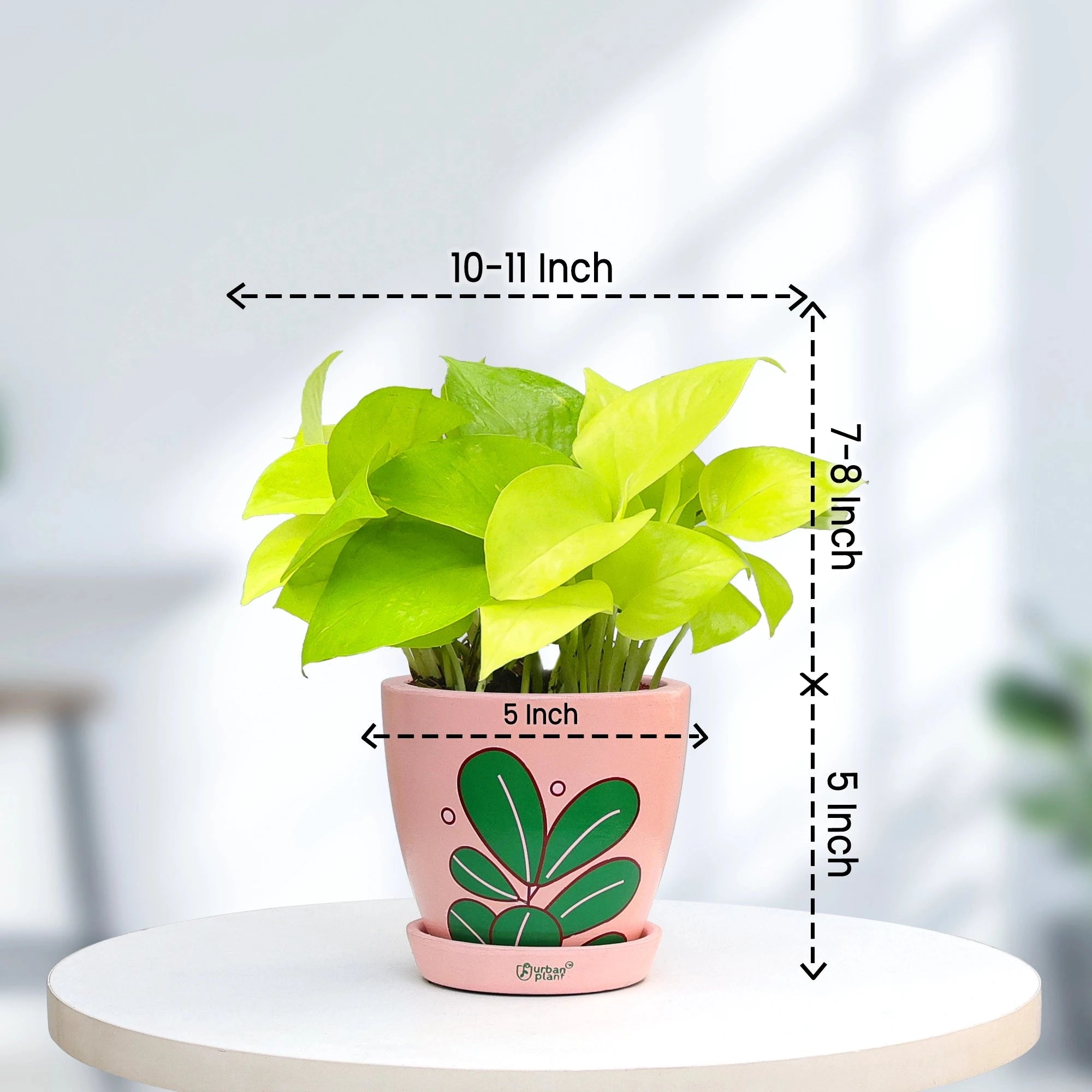 Golden Money Plant Urban Plant 